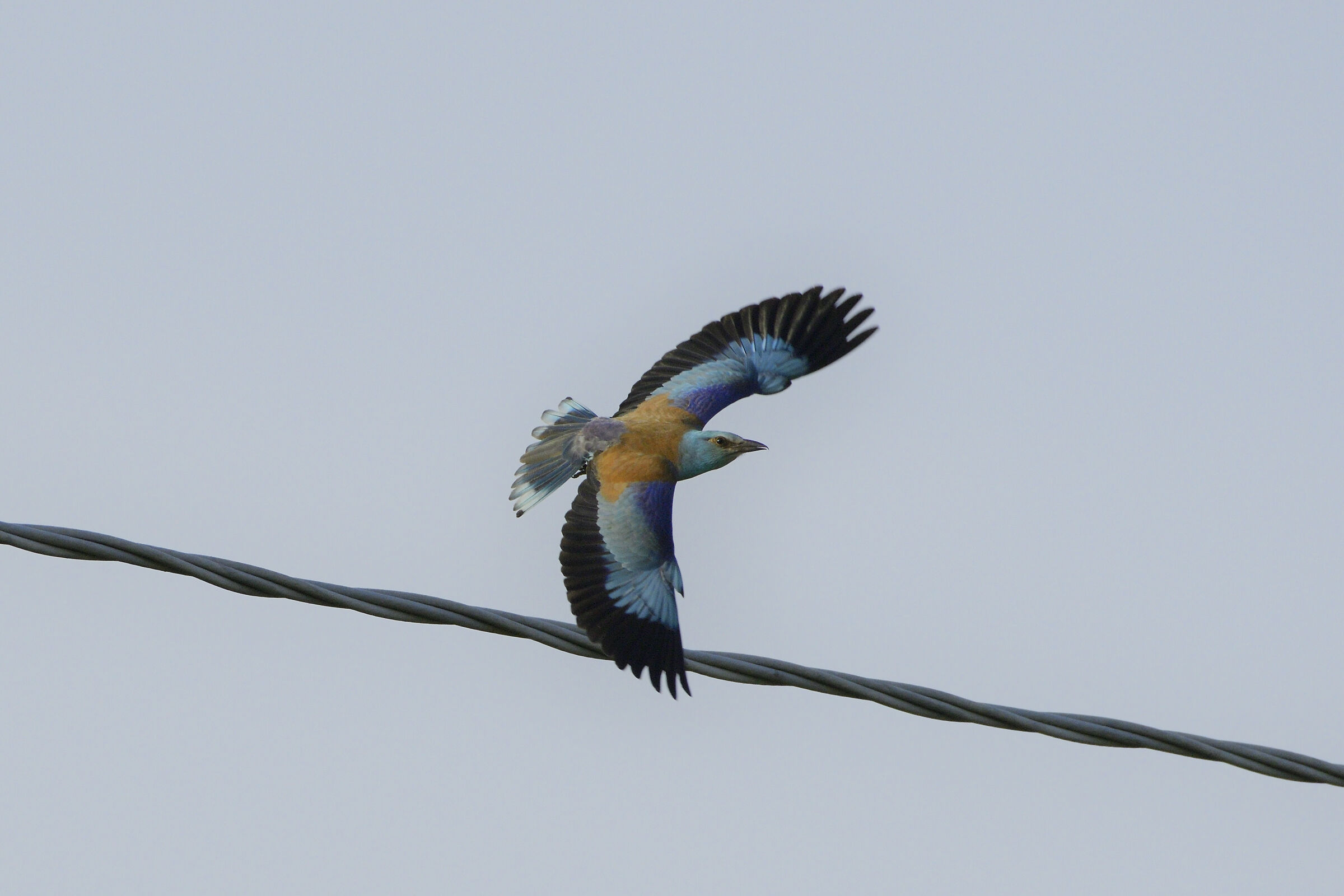 Ghiandaia marina, Coracias garrulus Linnaeus