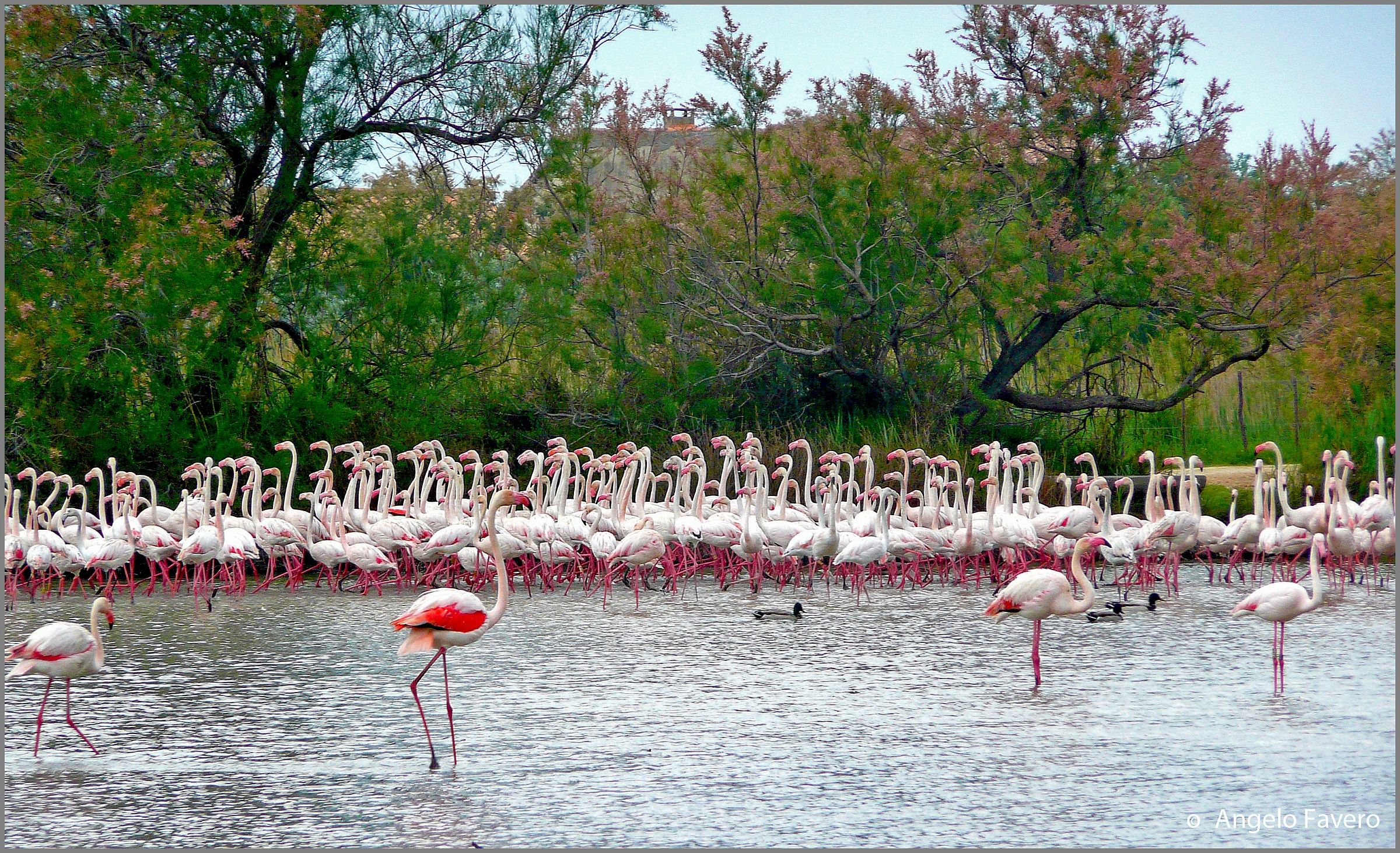 Flamingos in the Camargue