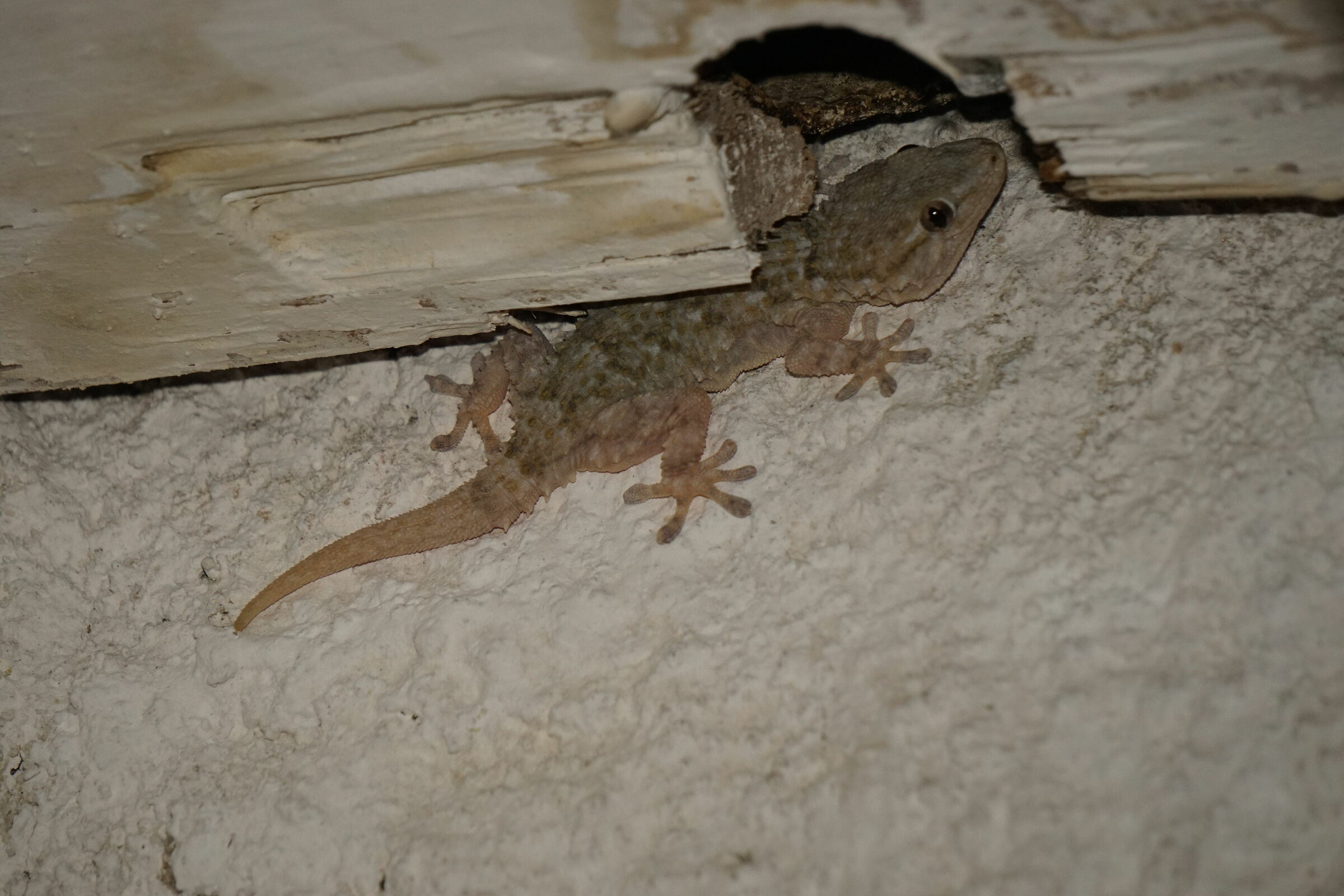 Geco (Tarentola mauritanica)