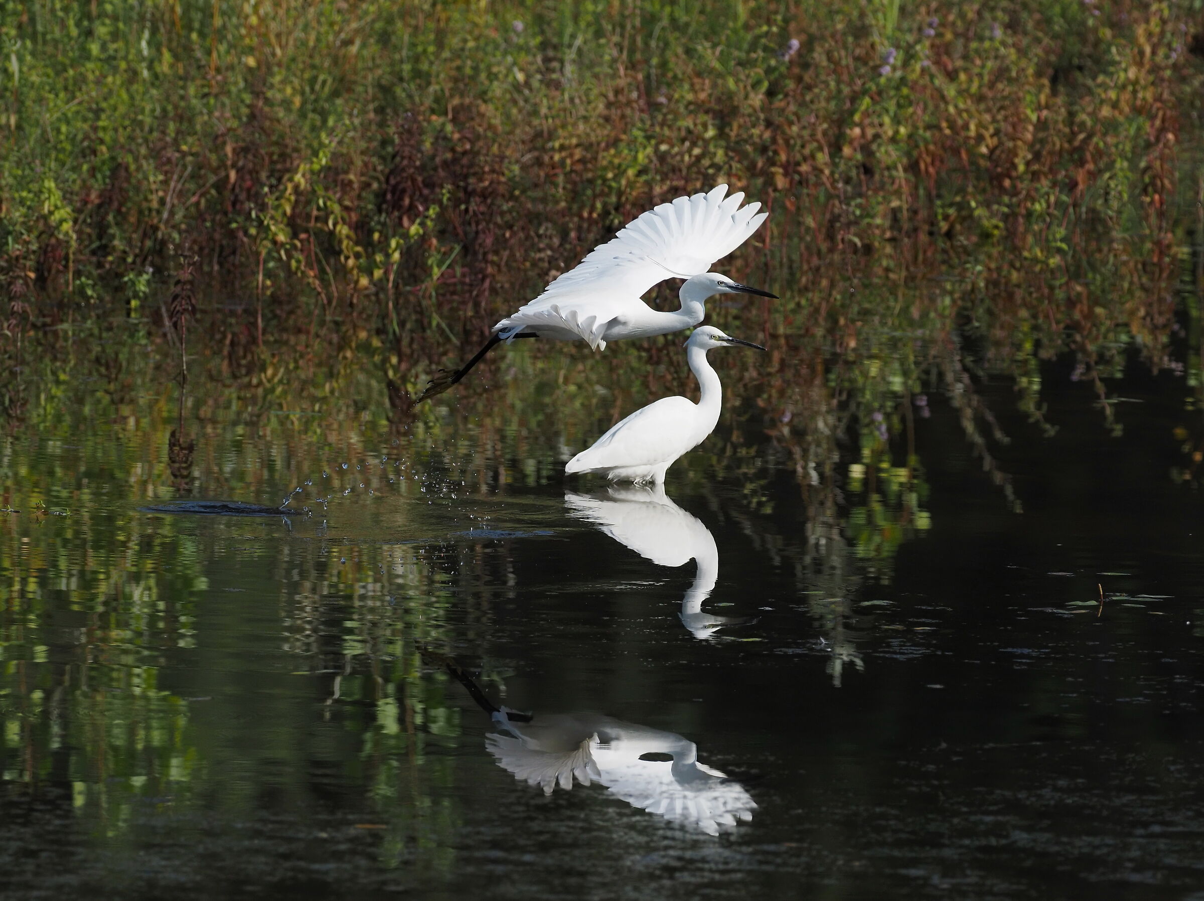 Egrets