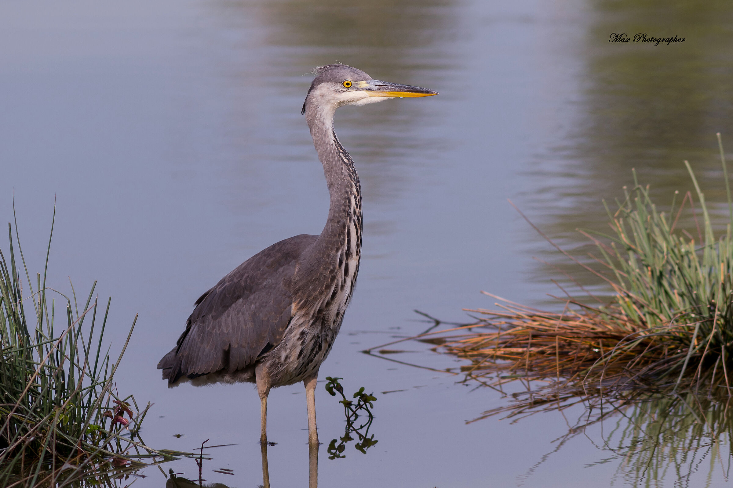 Gray Heron