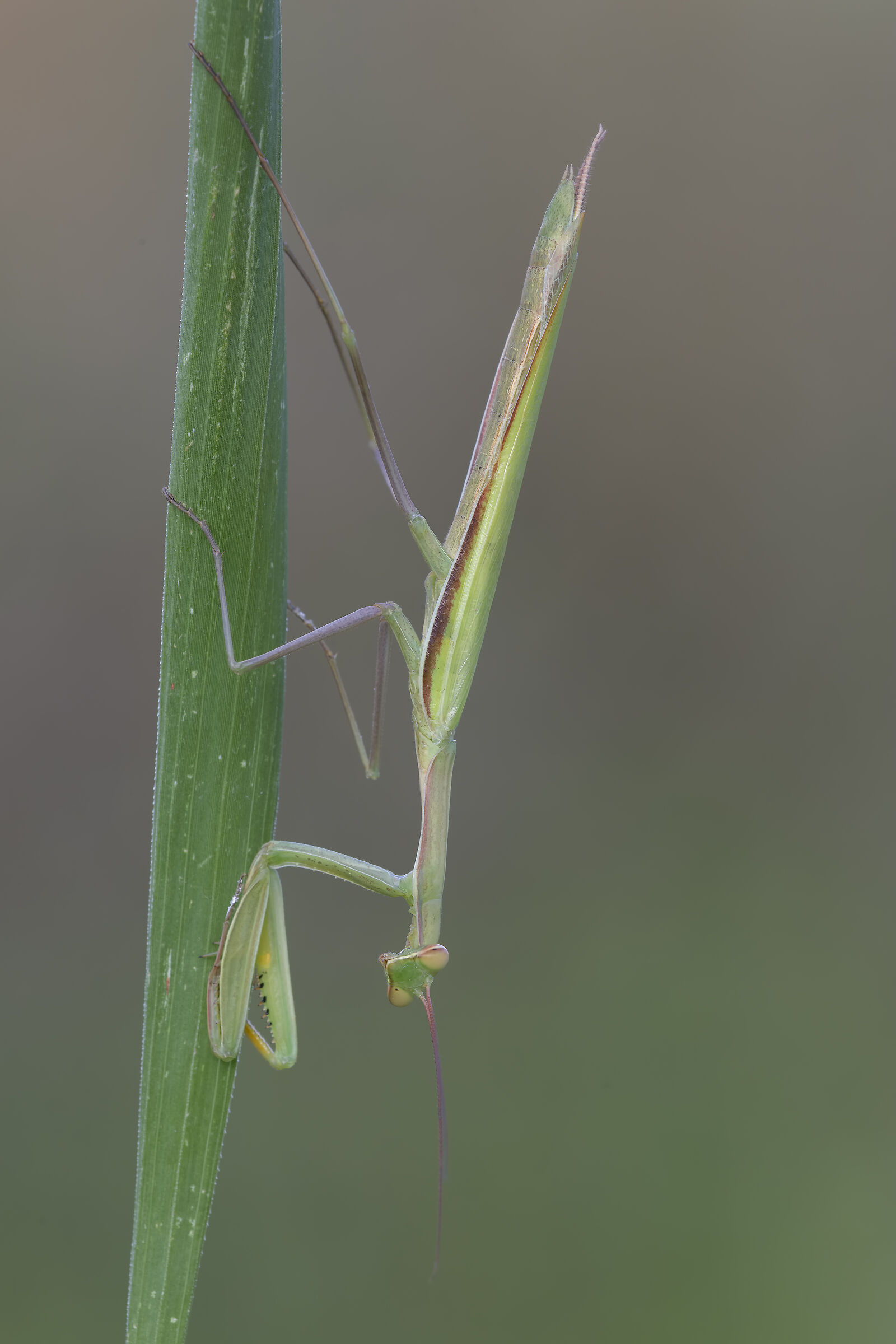 Praying mantis