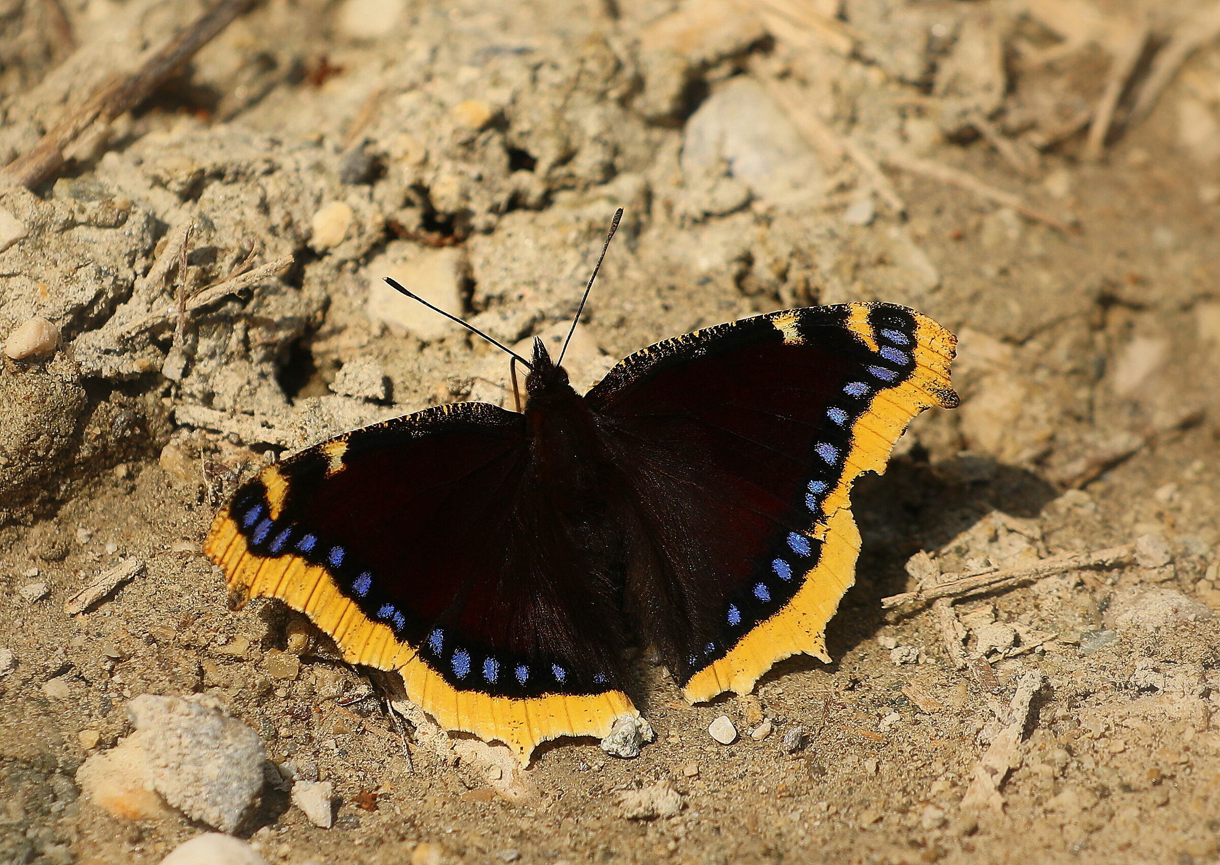 antiopa now a rarities