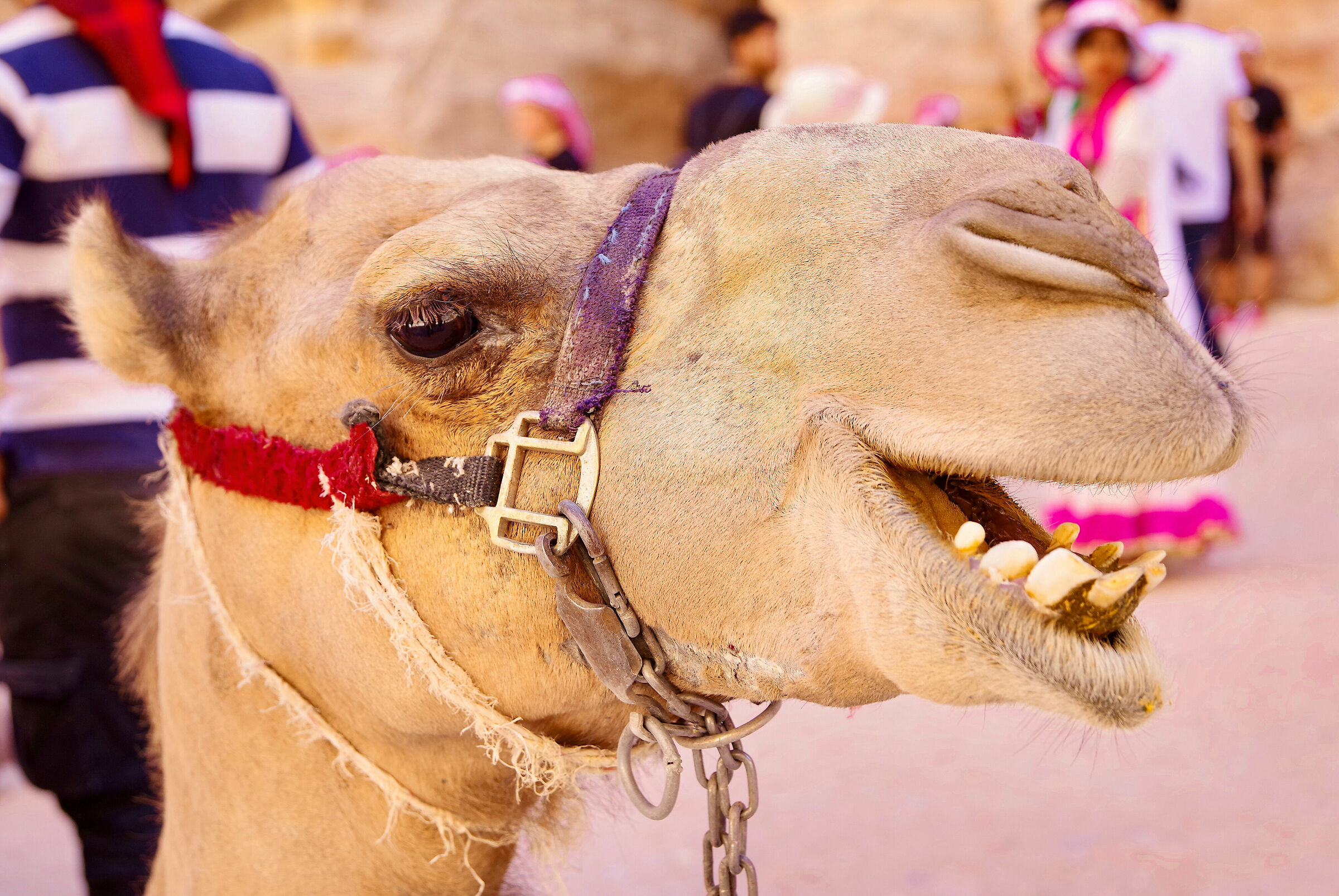 Gennaro il cammello sorridente ...