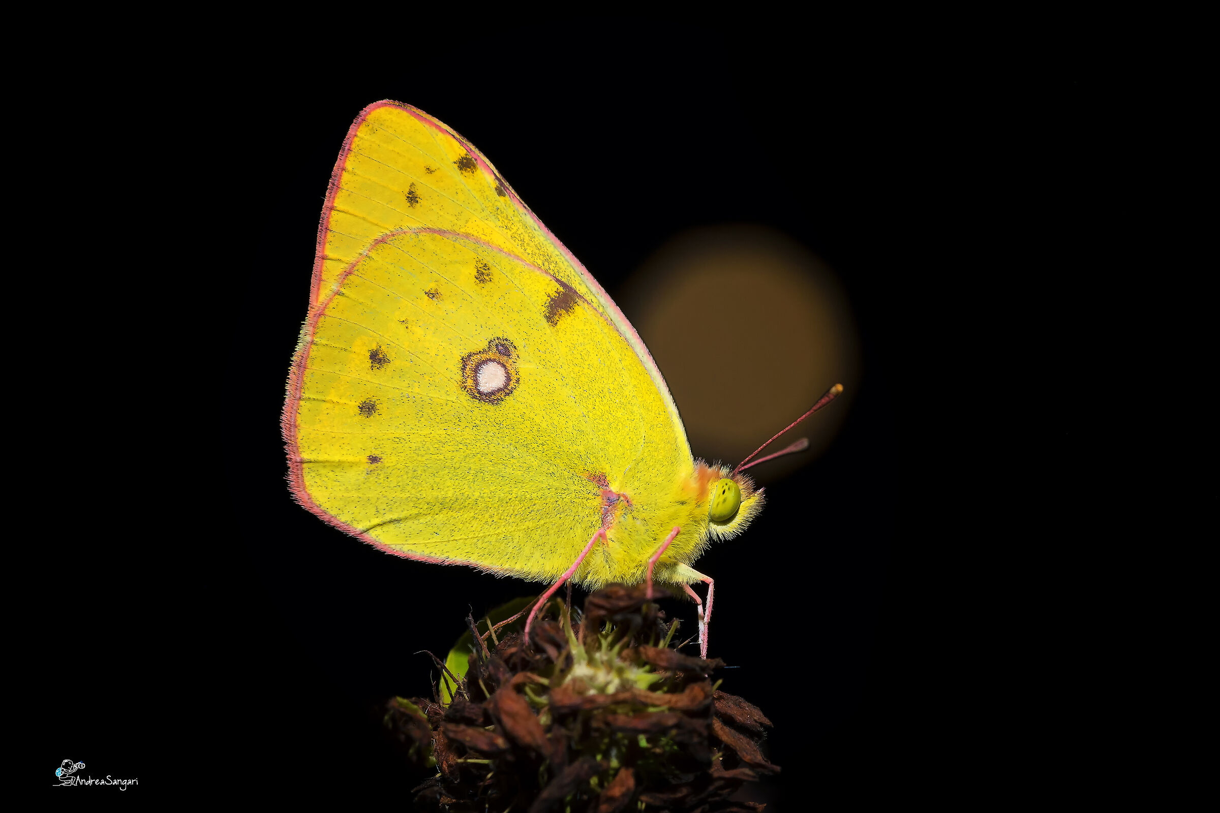 Incontri al  chiaro di luna