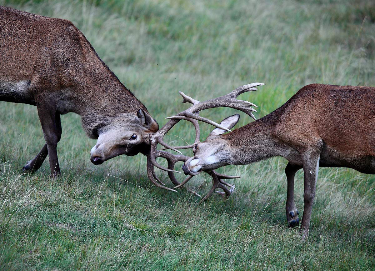 scontro per il comando