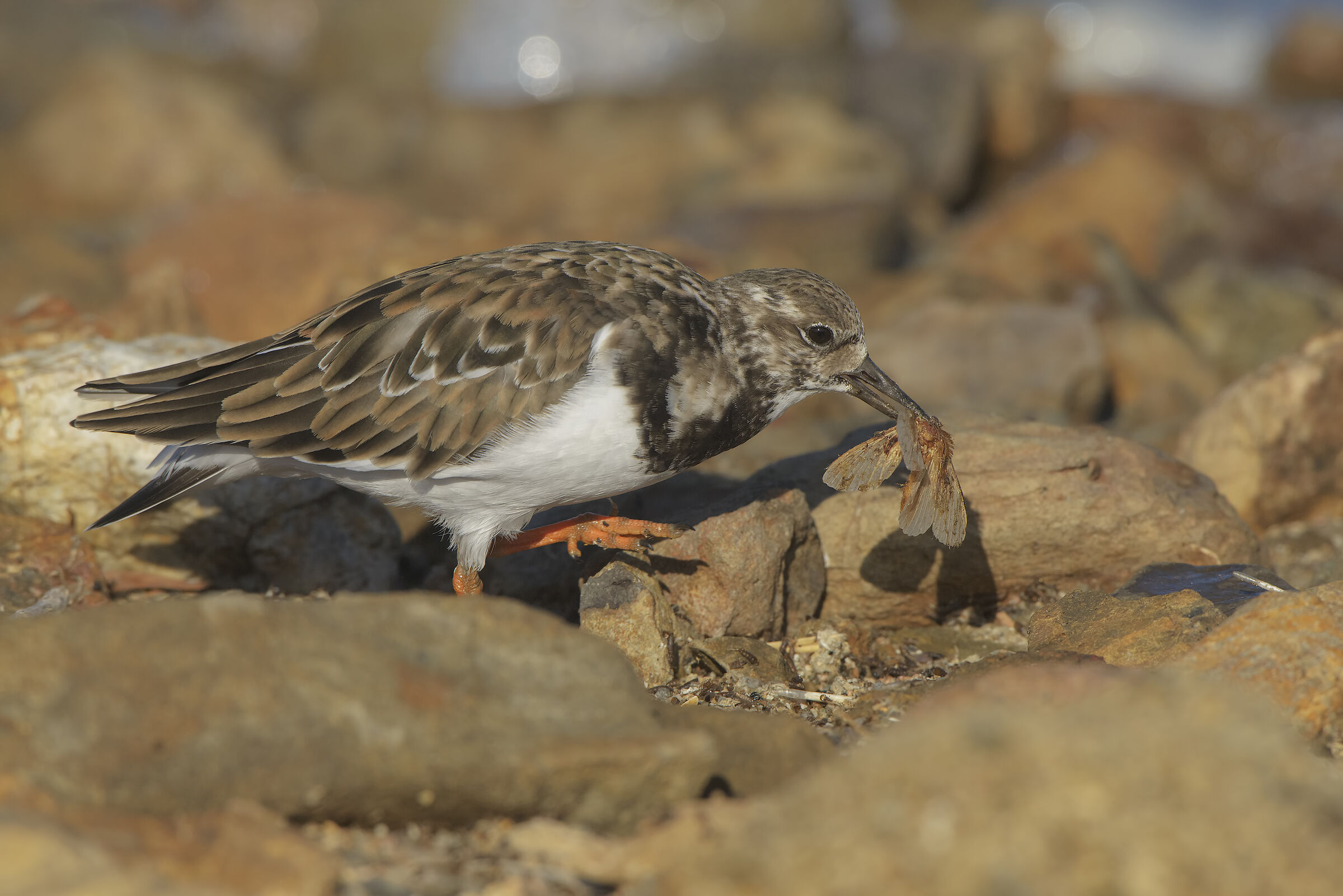 voltapietre in predazione