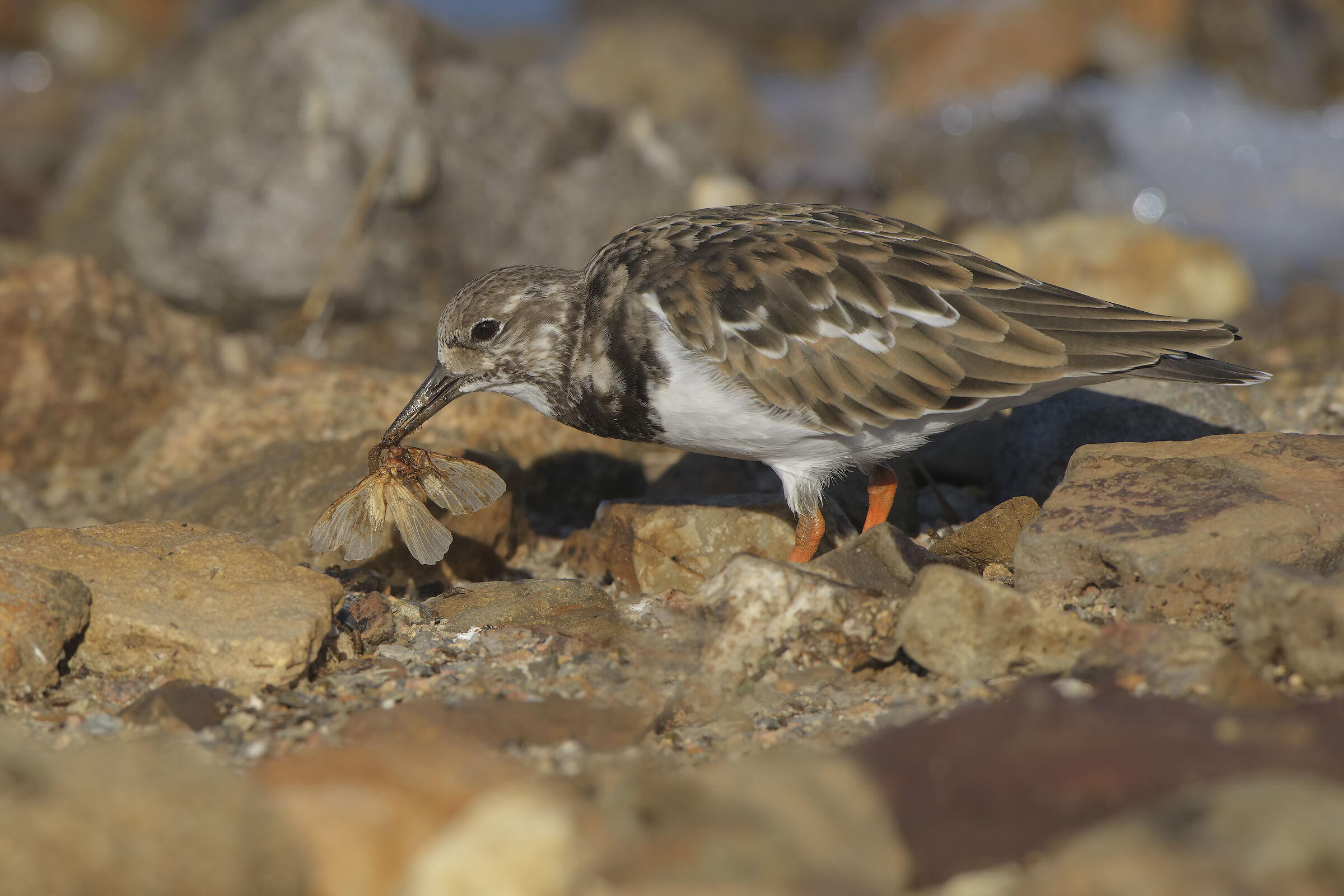 voltapietre in predazione