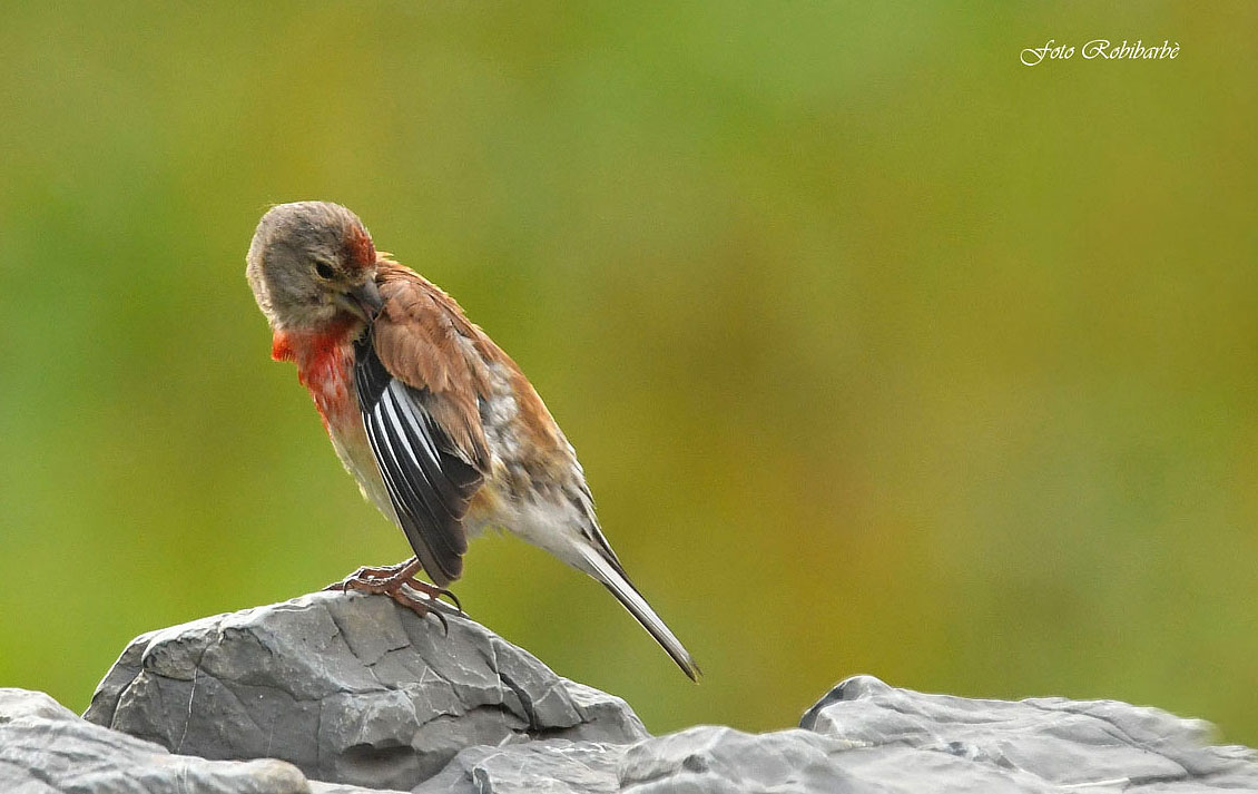 Linnet...