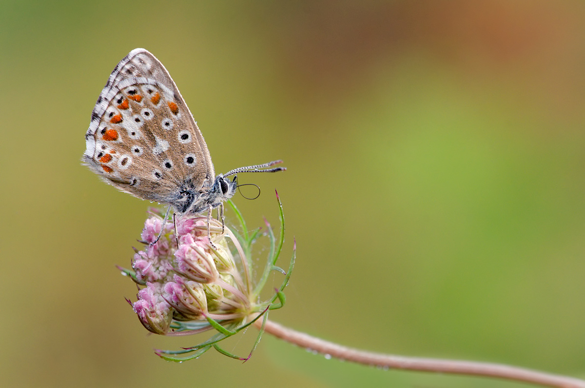 Common Blue (Polyommatus icarus)
