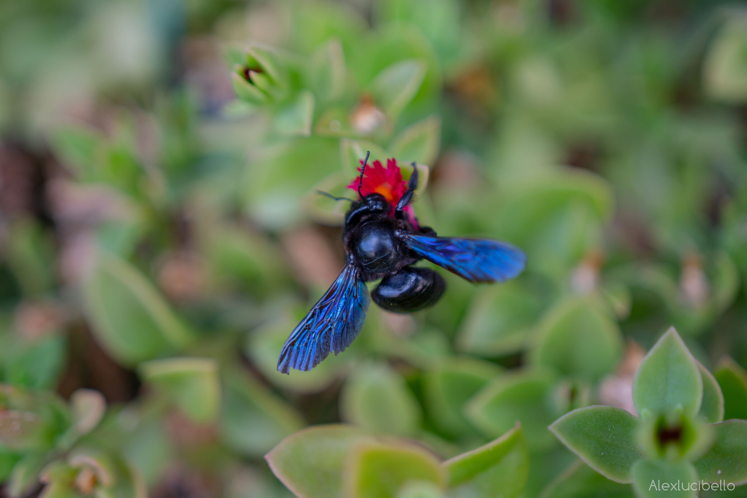 Xylocopa Violacea