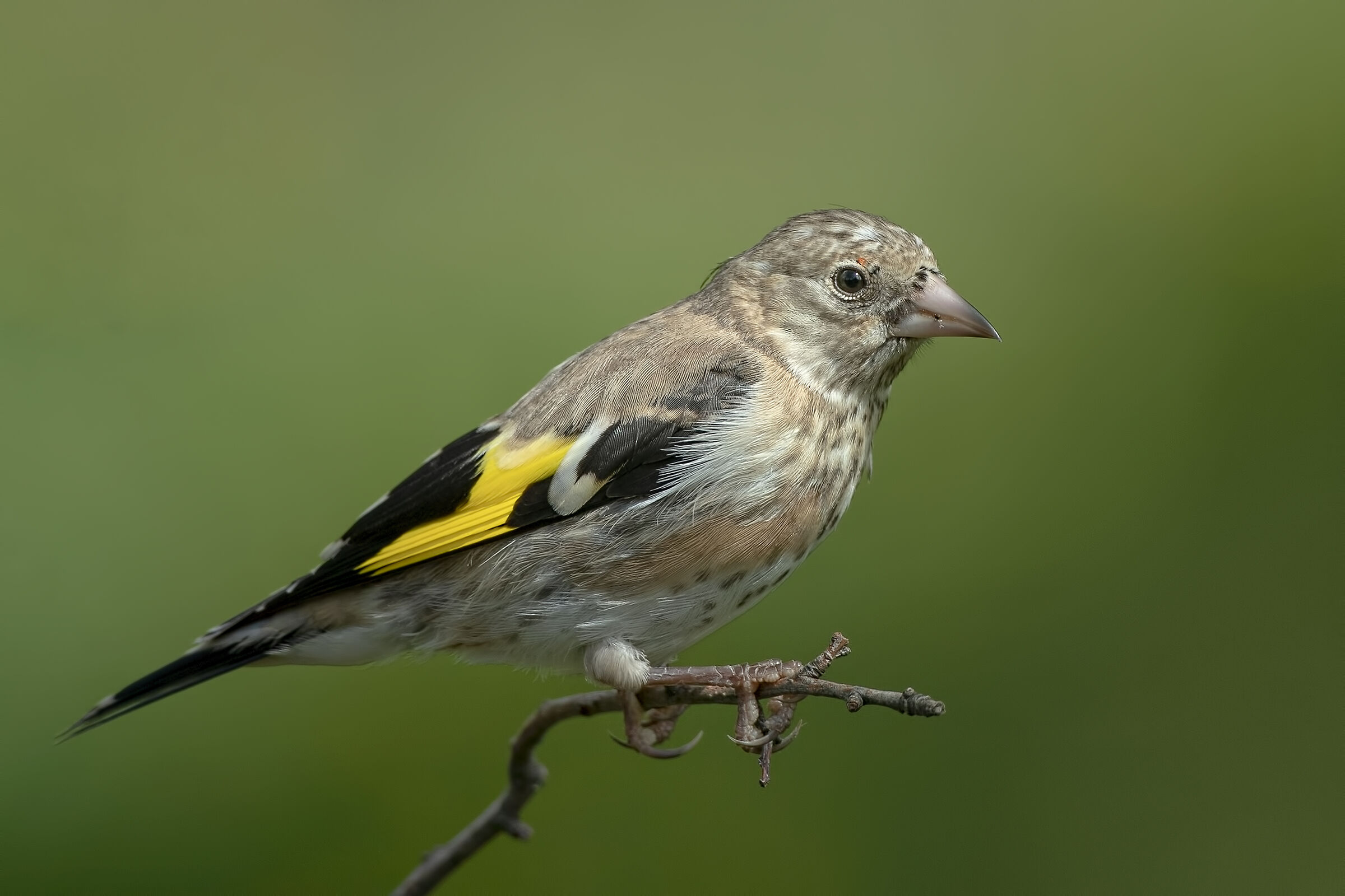 Cardellino maschio juv.