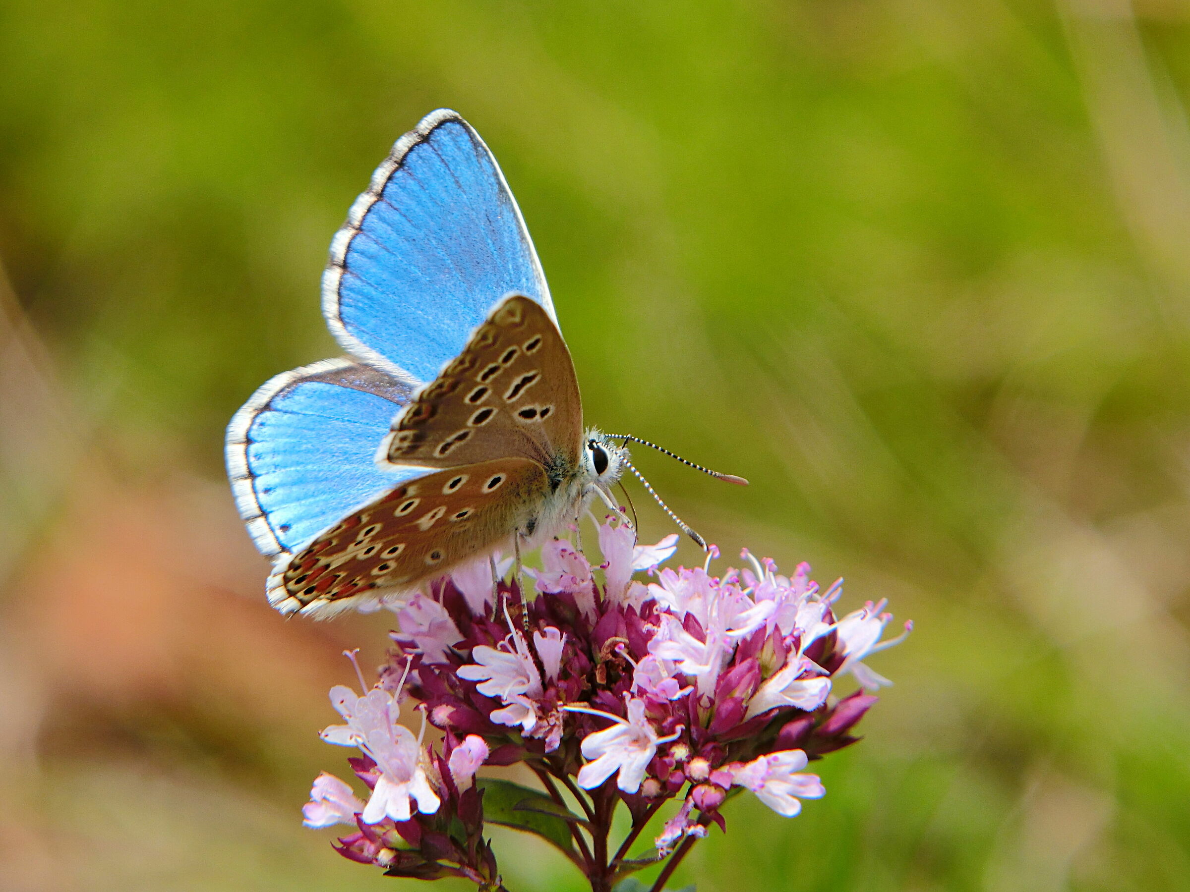 Maschio di Lisandra Azzurra (Polyommatus Bellargus)