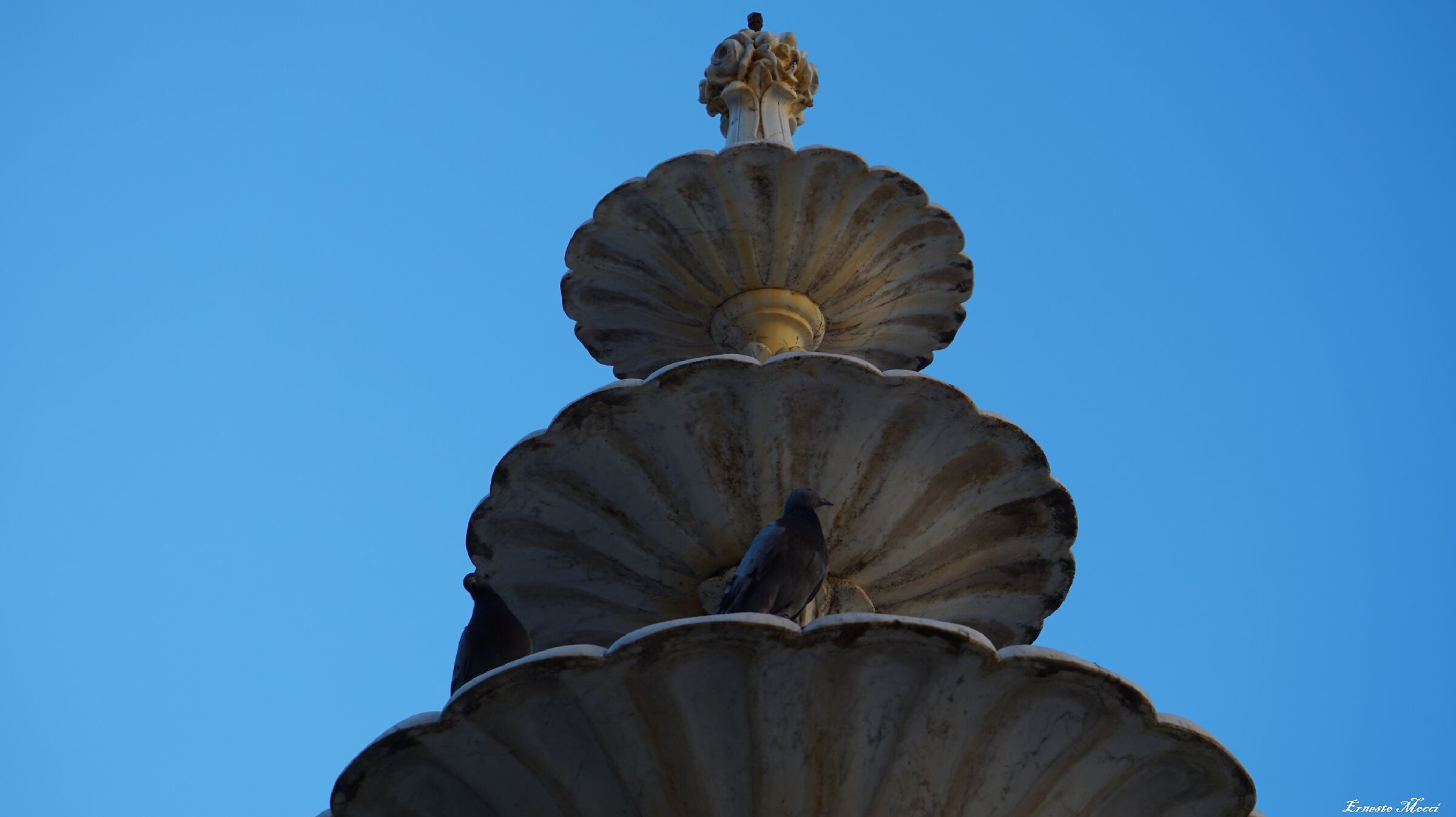 a Bouquet of Roses and the Dove