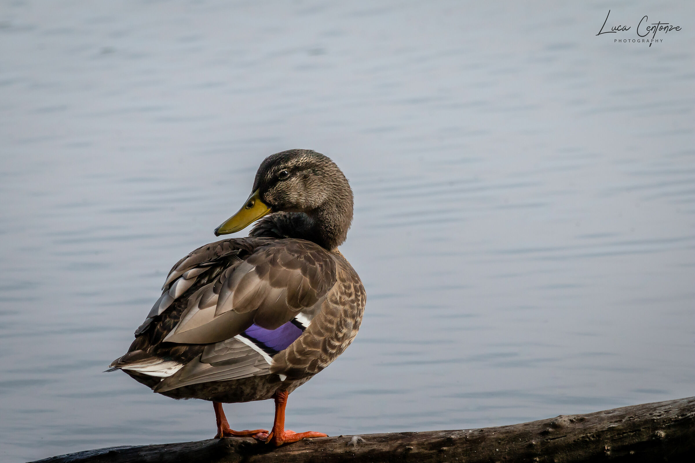 Germano reale femmina
