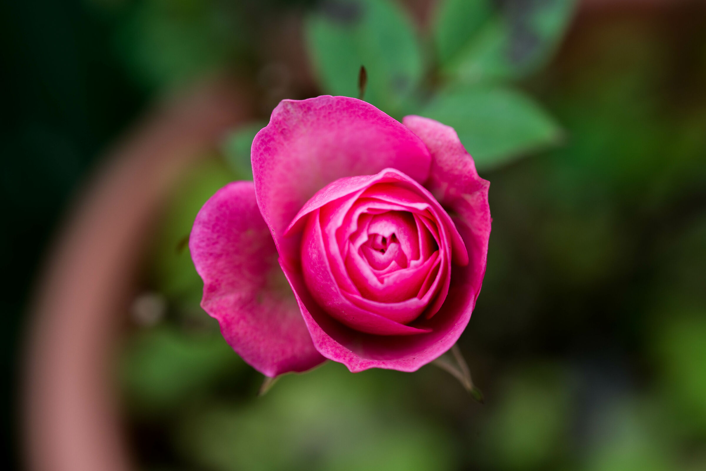 Rosa primaverile 001