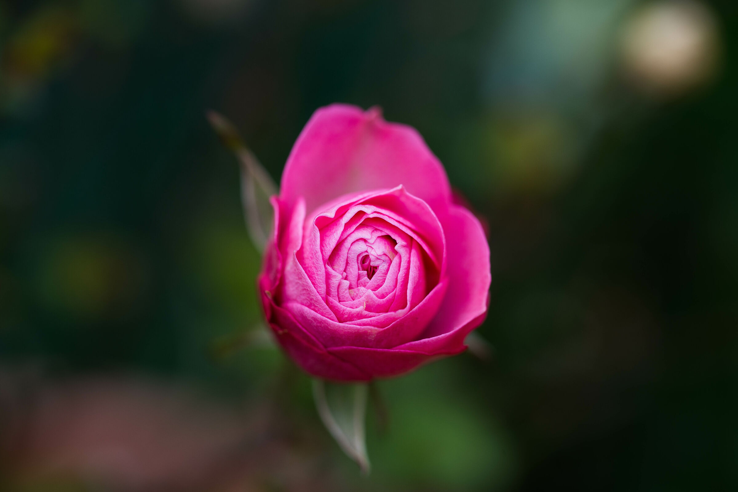 Rosa primaverile 002