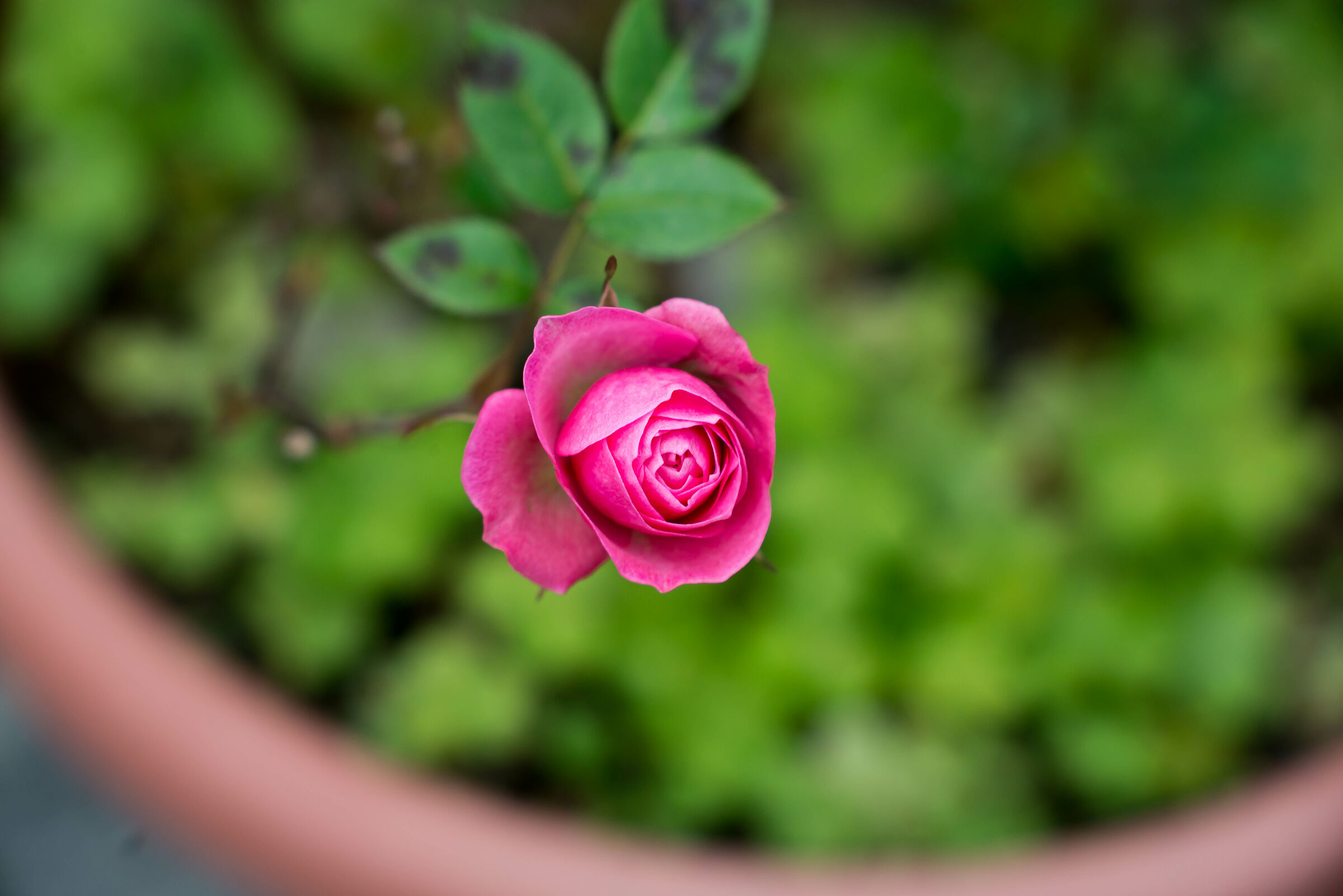 Rosa primaverile 003