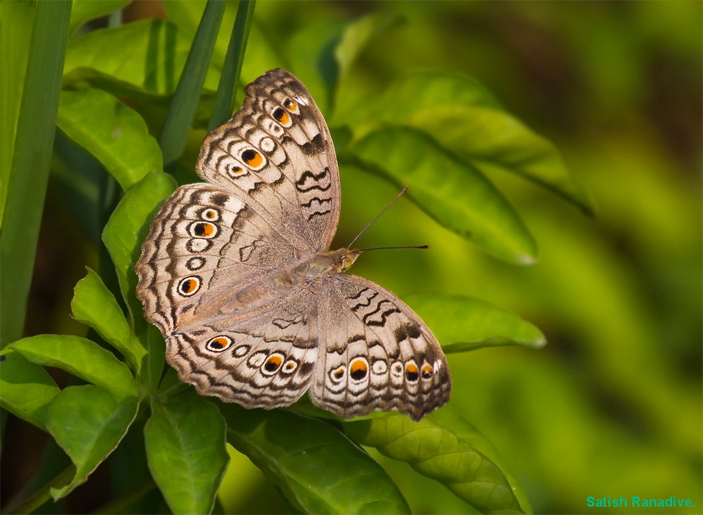 Butterfly: Grey Pansy