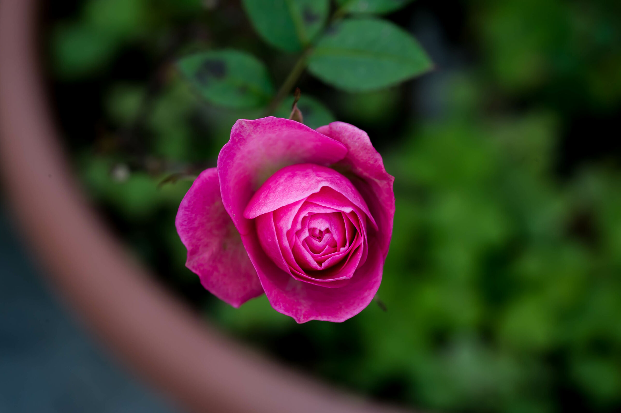 Rosa primaverile 004