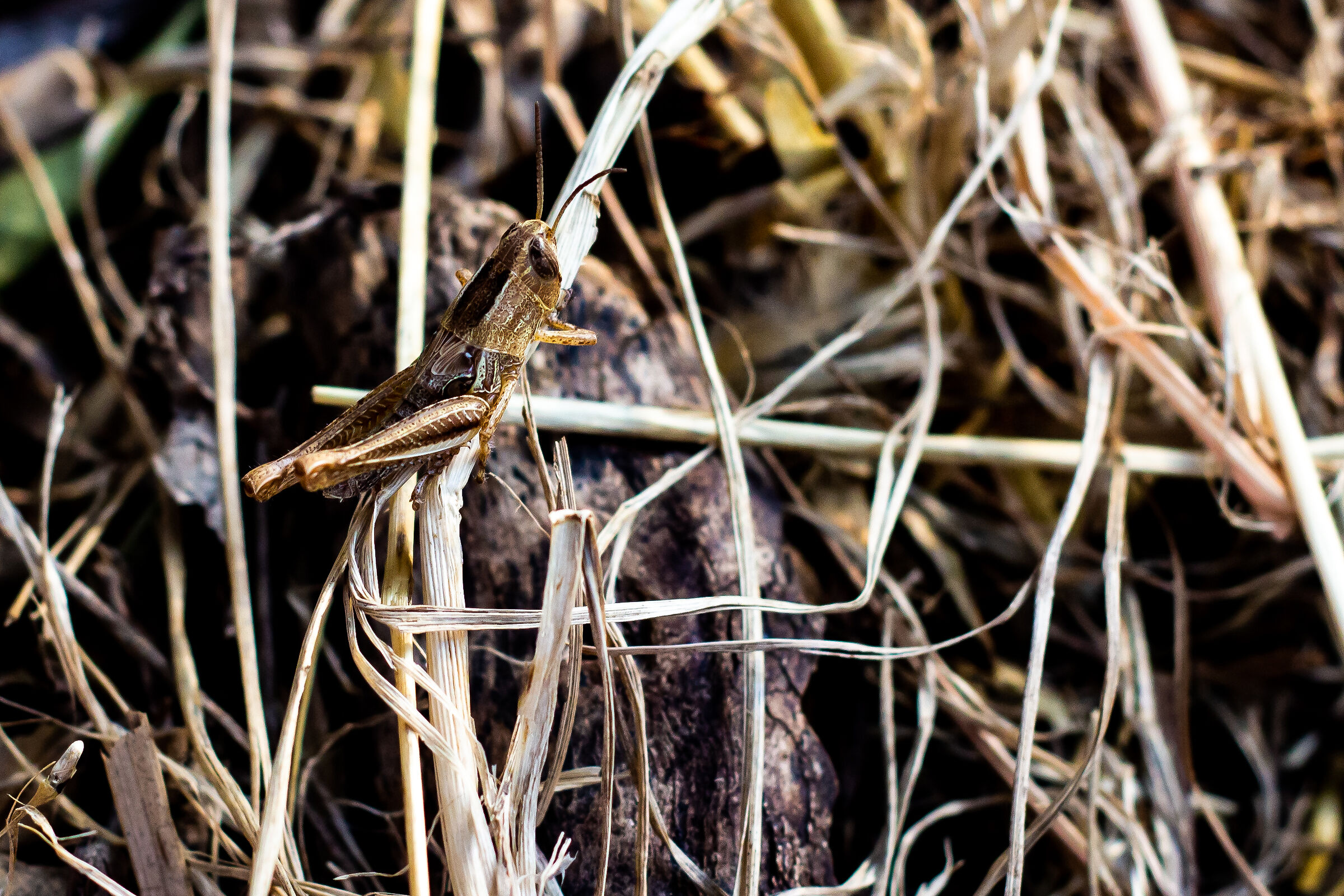 Intruder: locust nymph