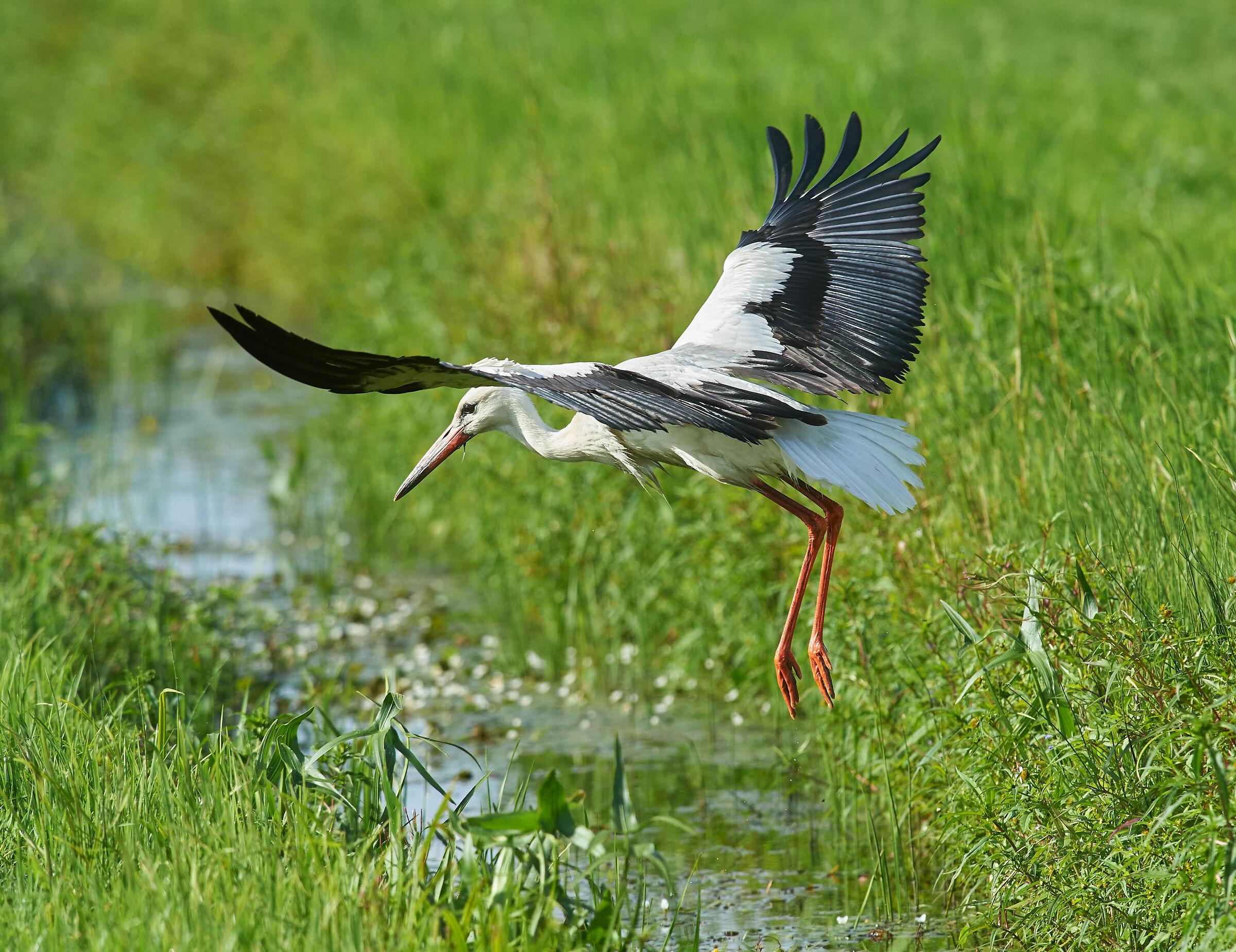 Stork jumping a ditch.