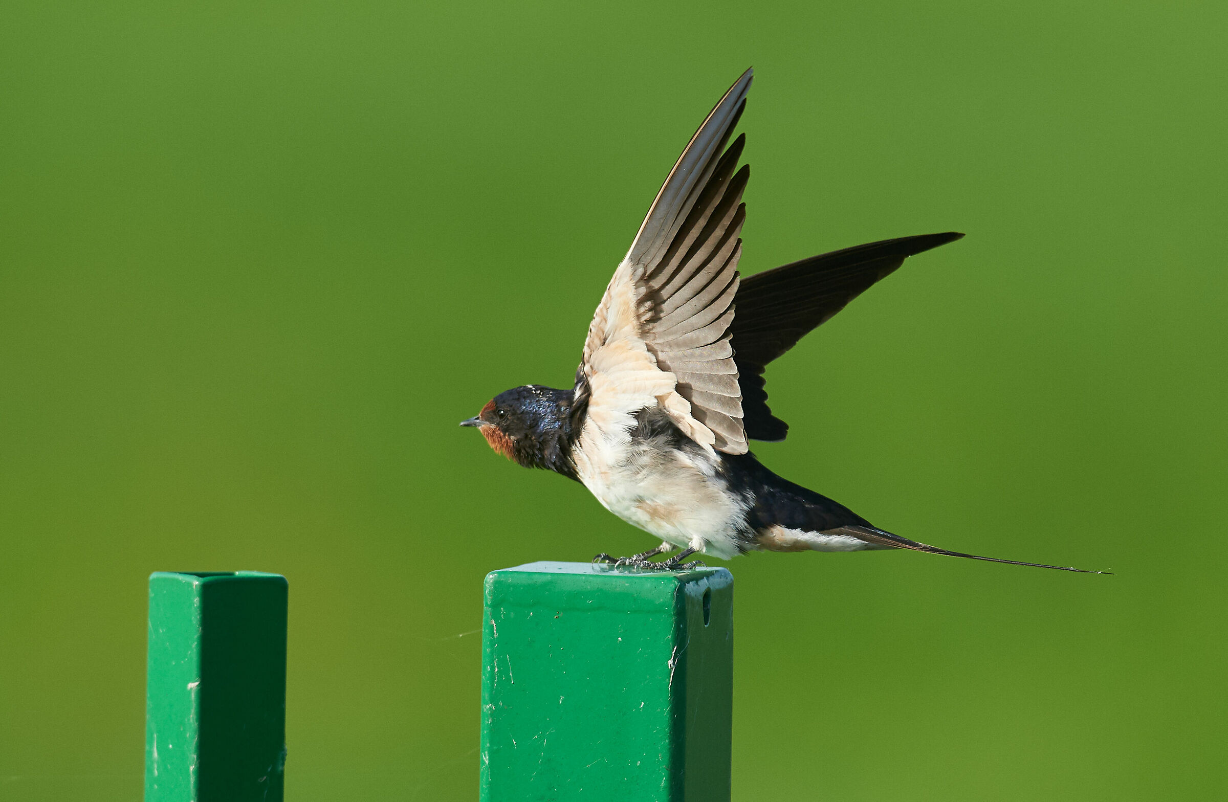 The Eagle has landed. Barnswallow.