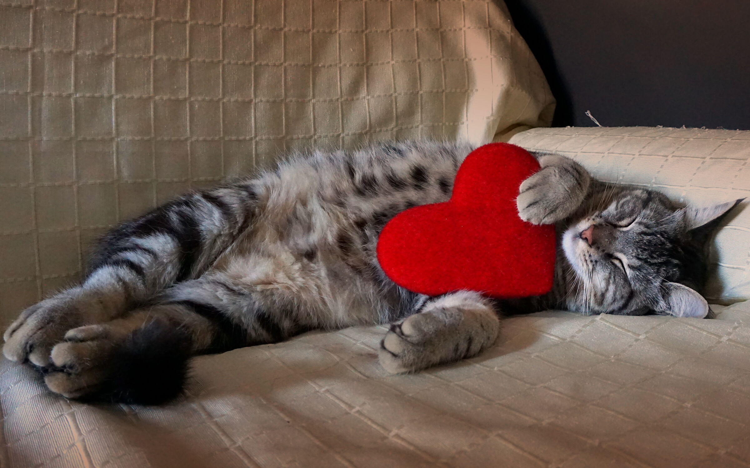 Un gatto dal cuore grande