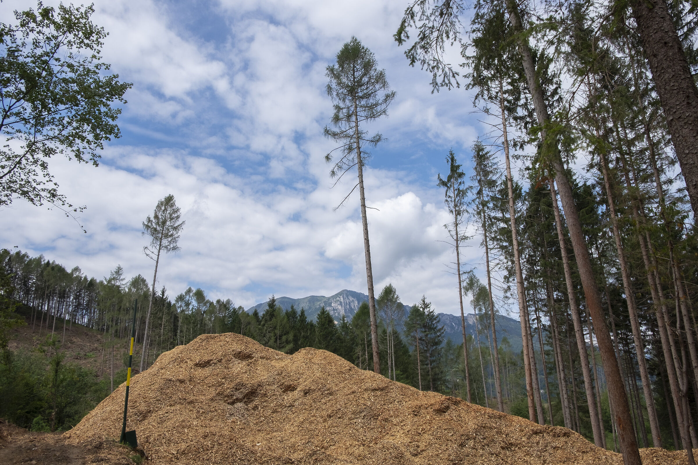 Pineta di Alberè di Tenna (tn), ciò che resta ...
