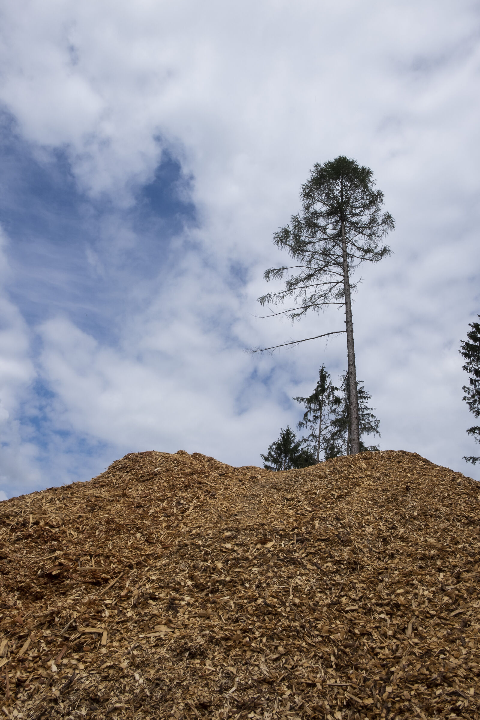 Pineta di Alberè di Tenna (tn) quel che resta dopo Va...