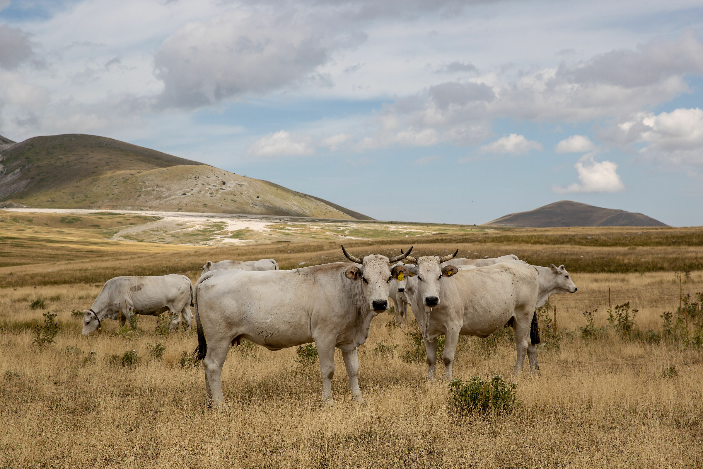 Campo Imperatore