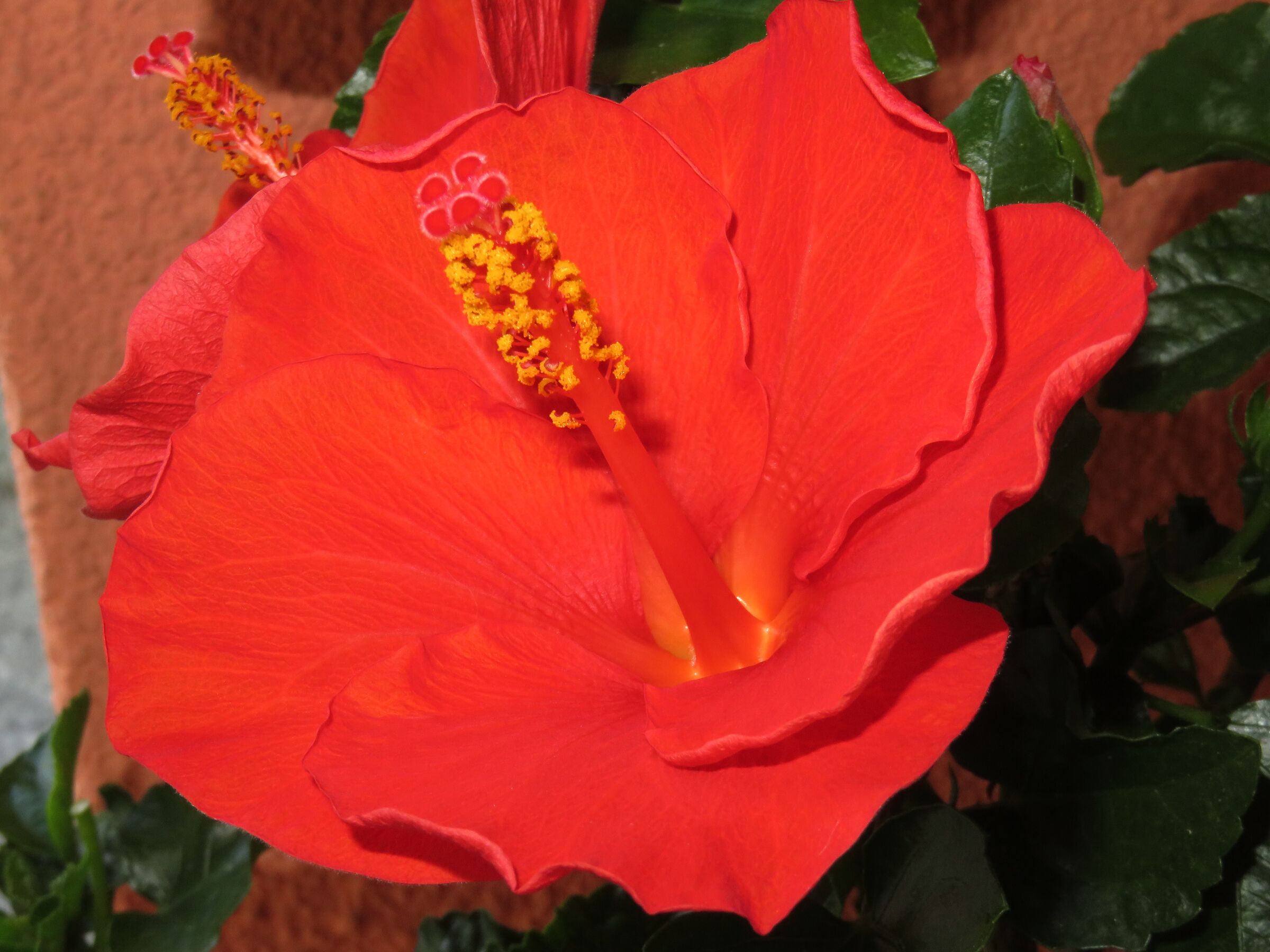 Hibiscus