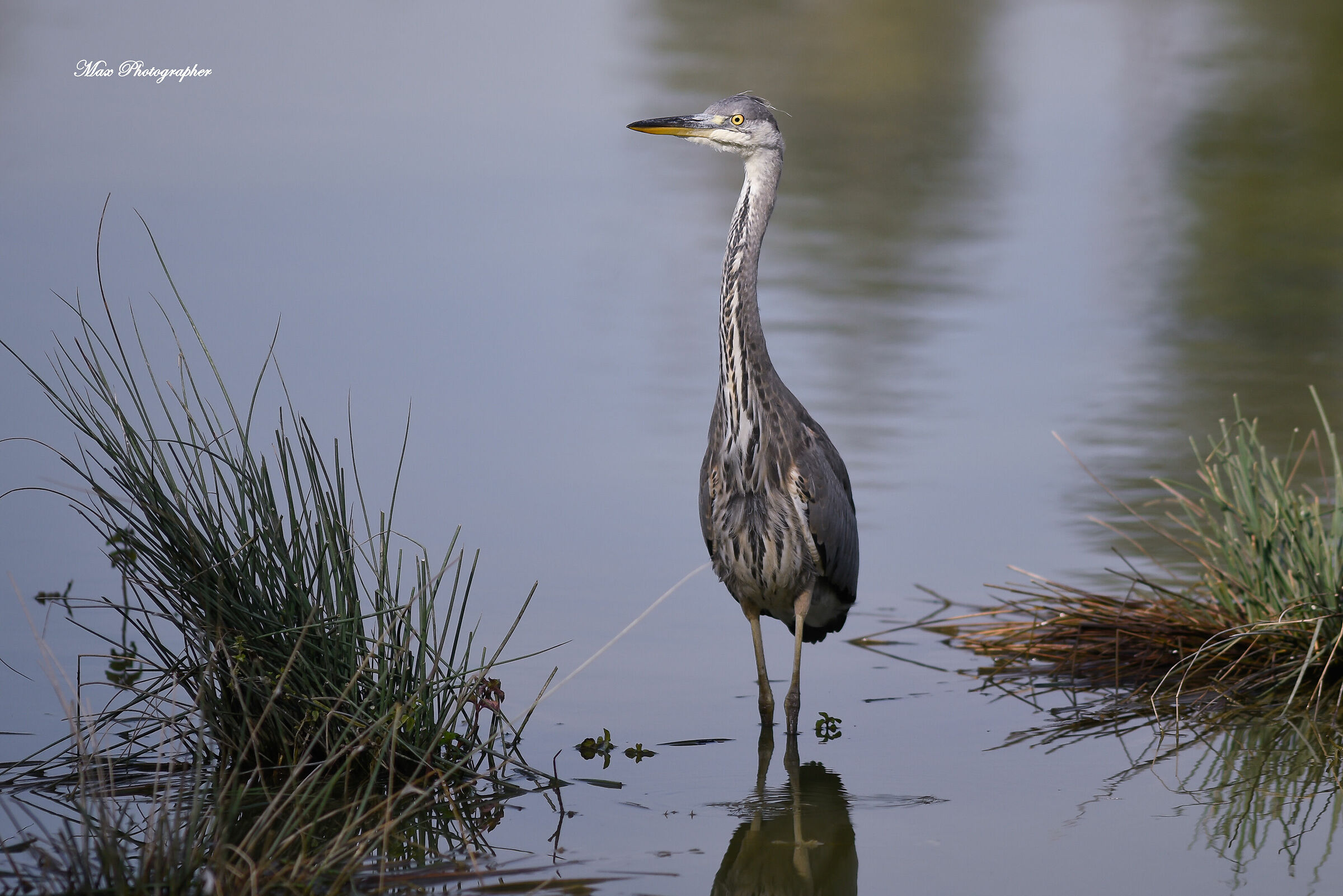 Ashes heron on the lookout