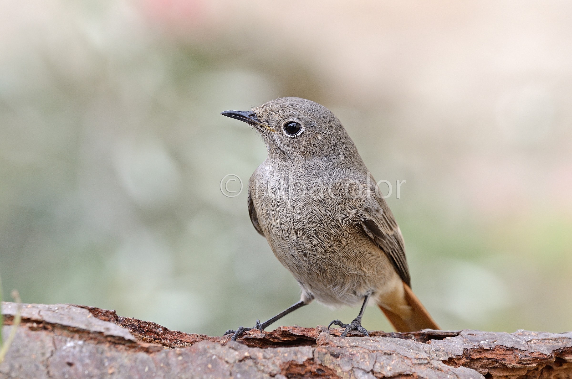 Peli al posto delle penne