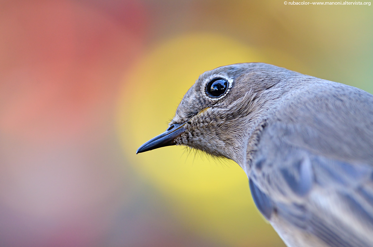Un codirosso insolito