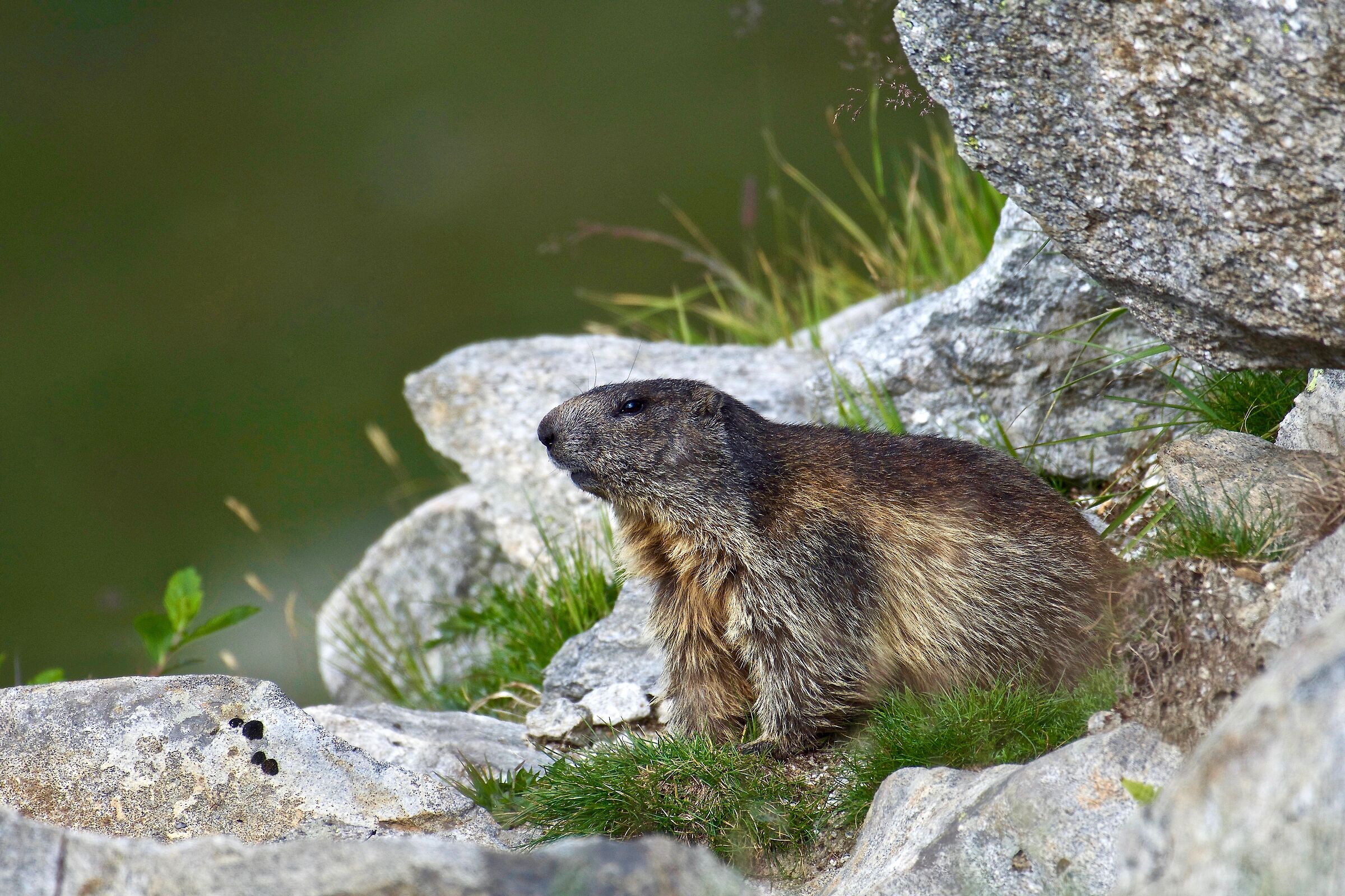 Marmot