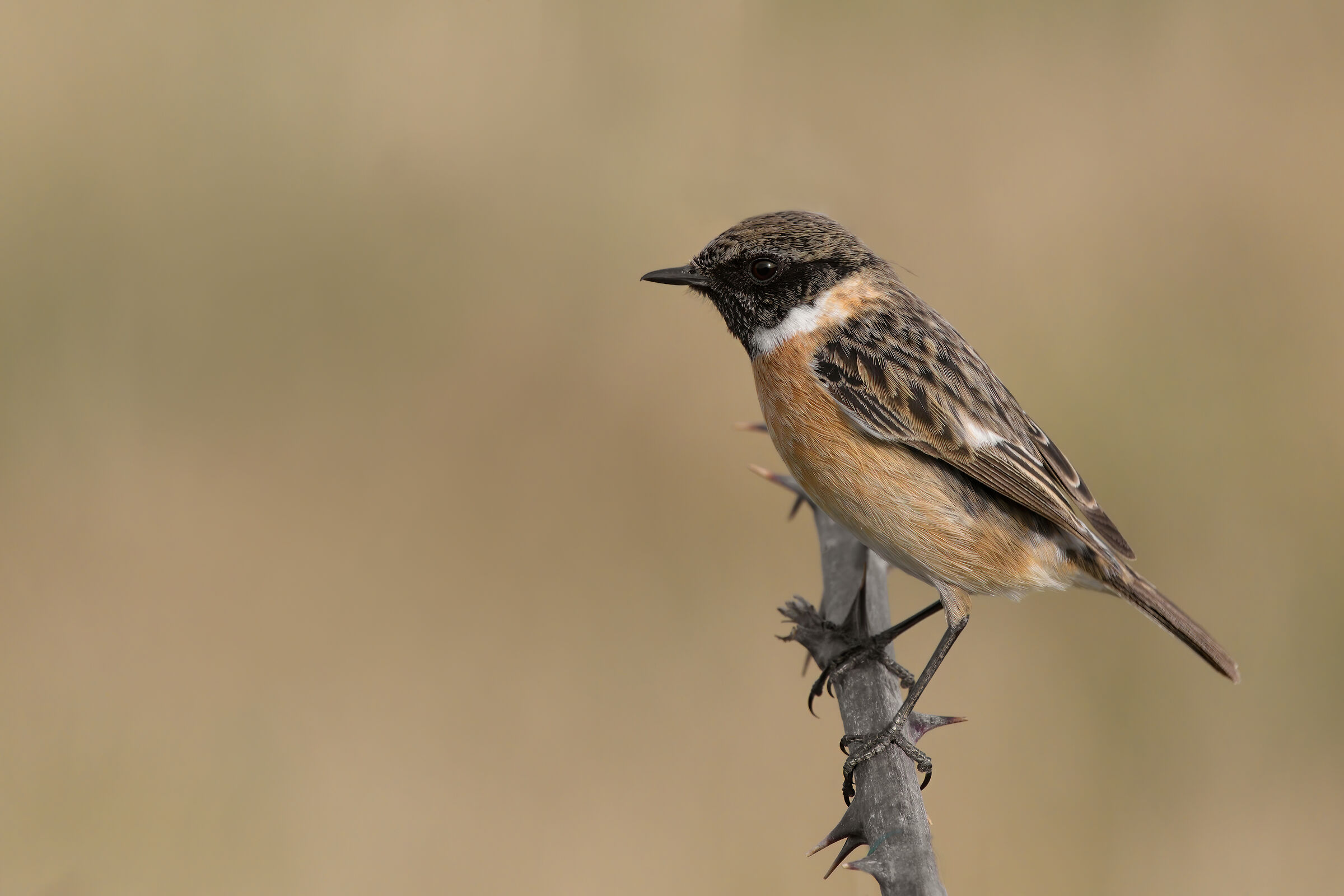 Saltimpalo (Saxixola rubicola)