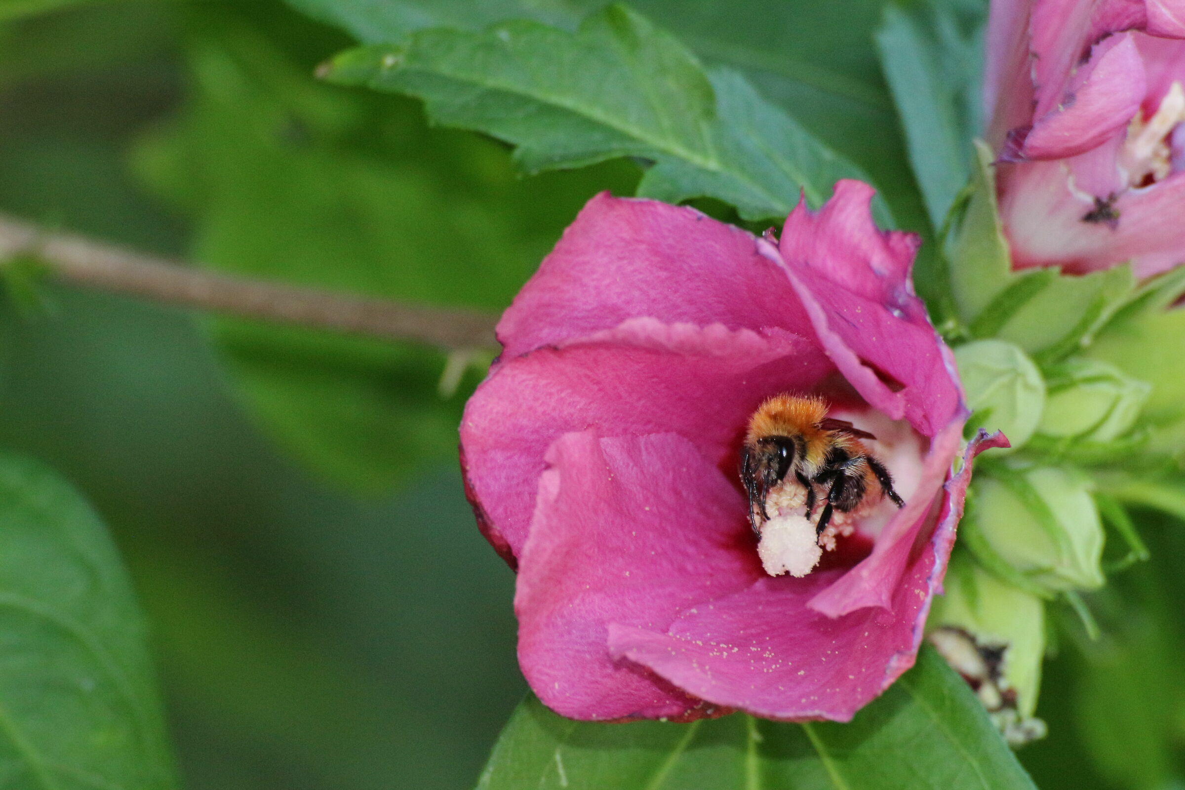 pollination 1