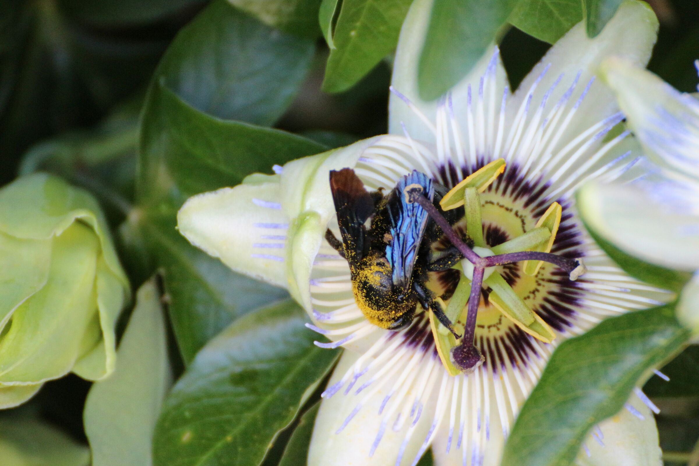 pollination 3