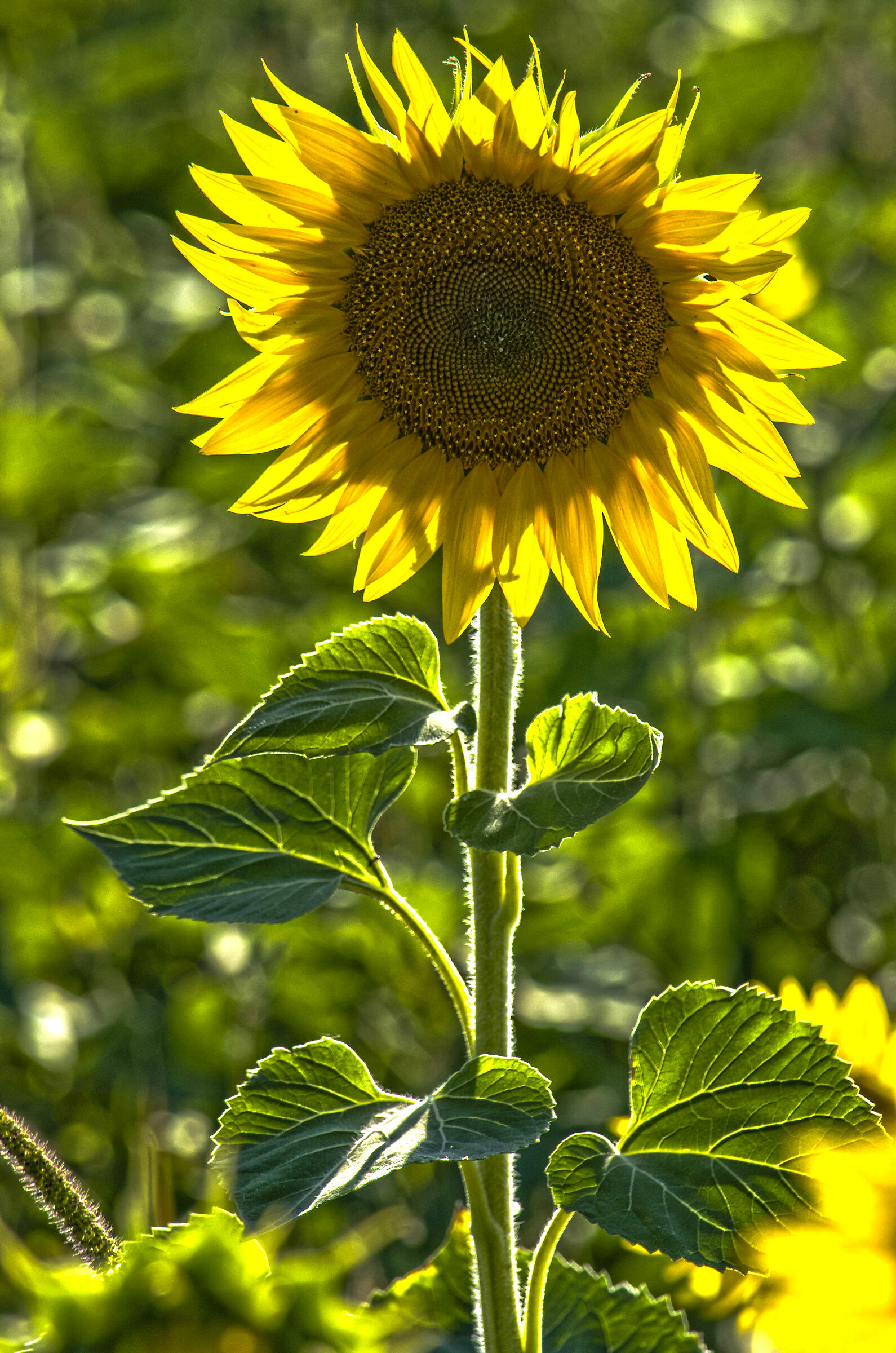 Sunflower