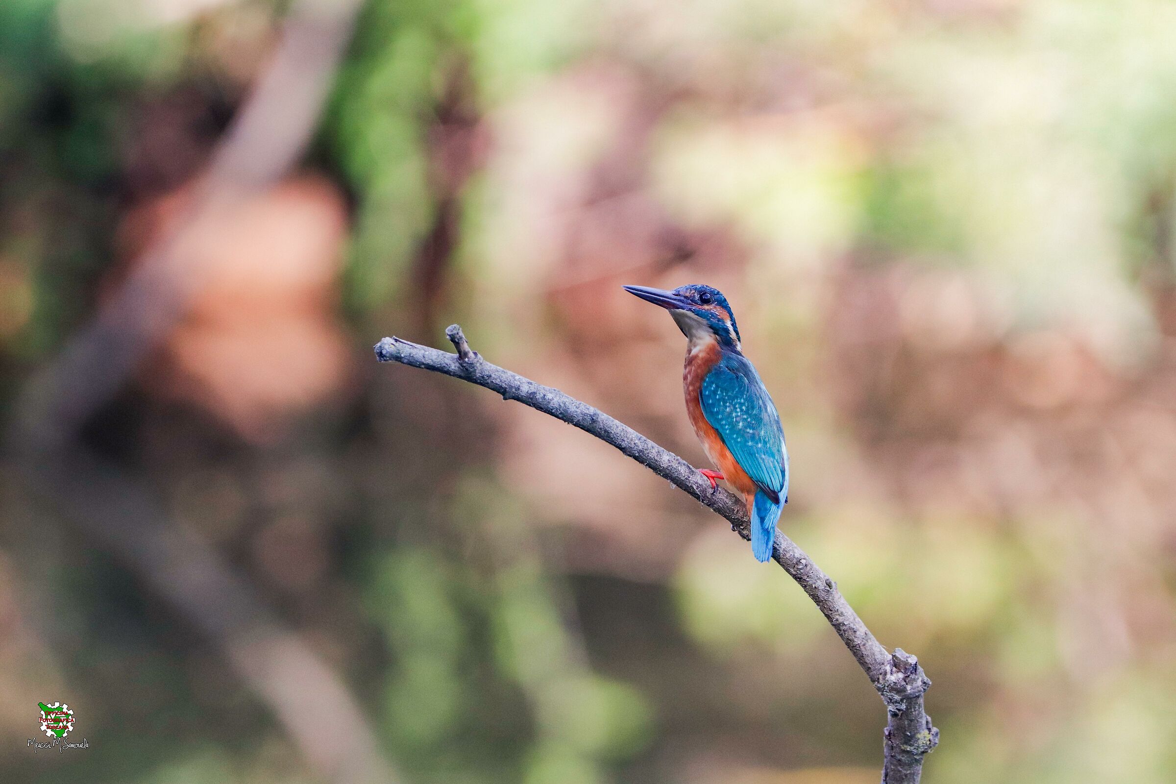 The Martin of the Lake