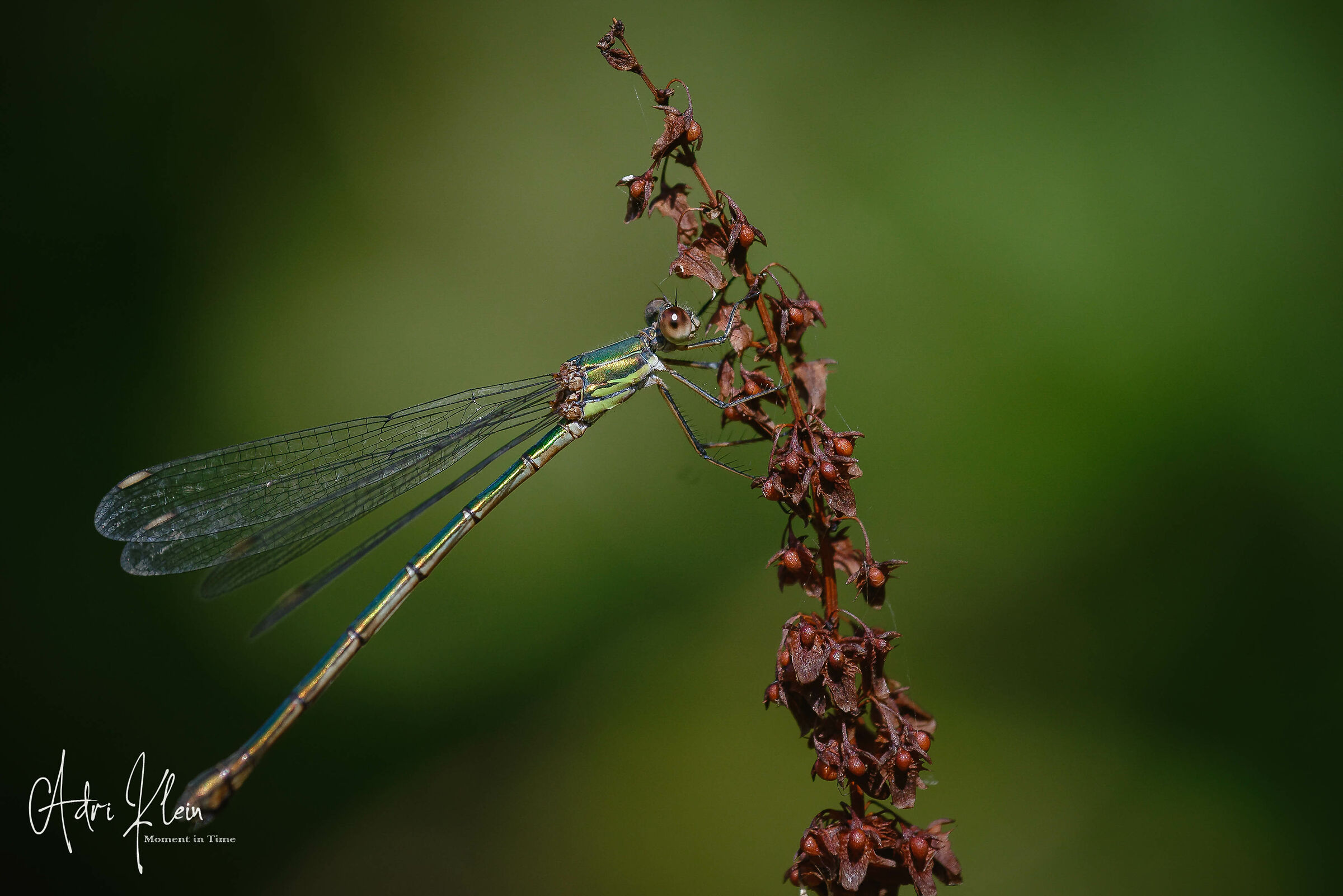 Dragonfly