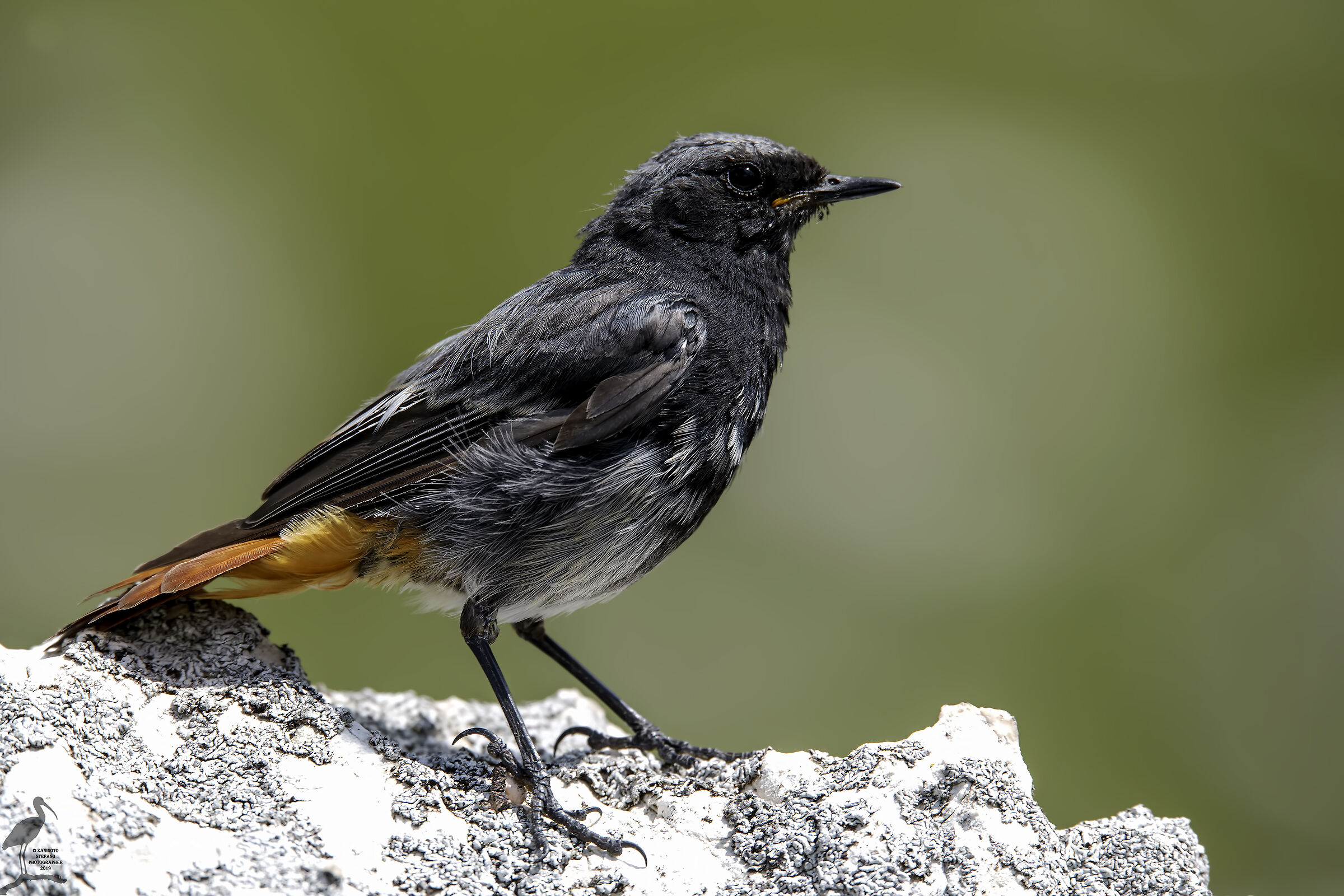 Codirosso spazzacamino