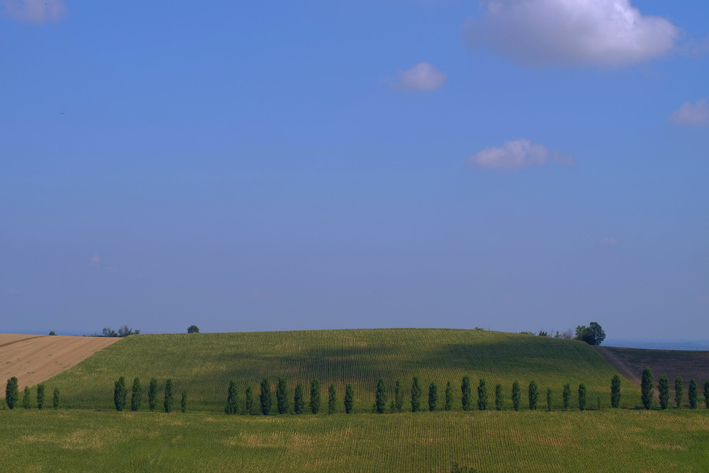 Cipressi nel Monferrato
