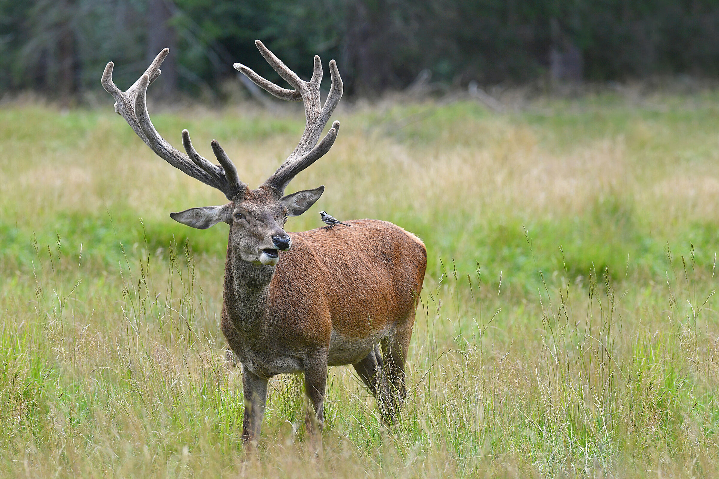 Il Cervo e la Ballerina...come una fiaba