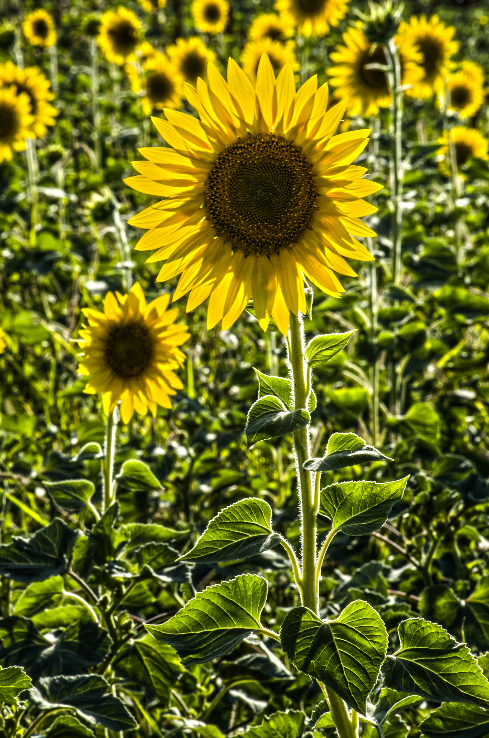 Sunflower