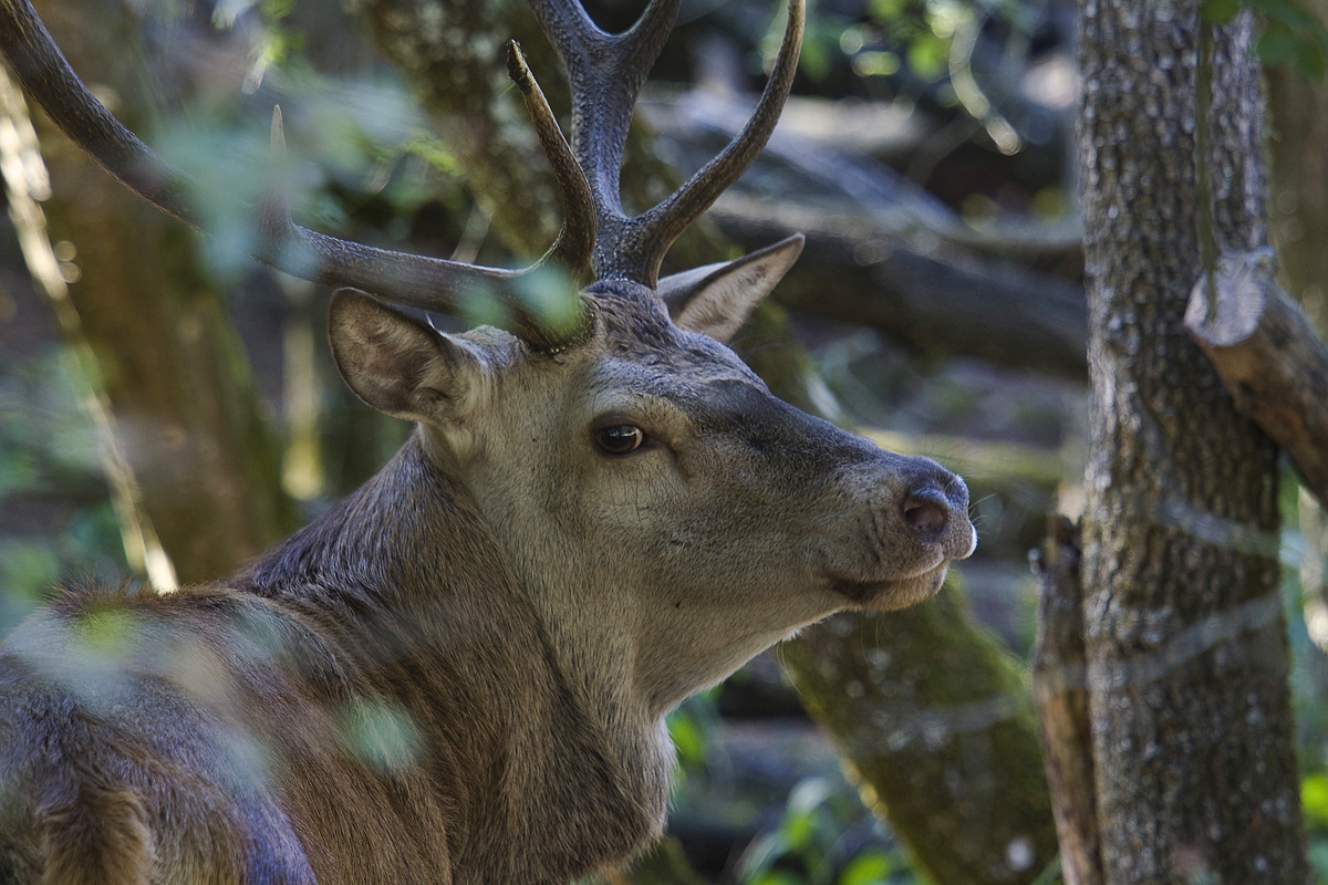 cervo autoctono bosco mesola