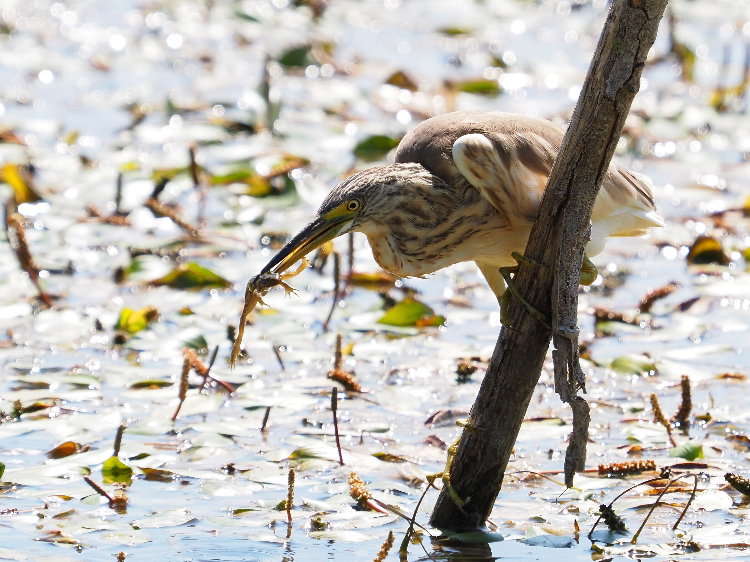 finalmente la Sgarza giovane