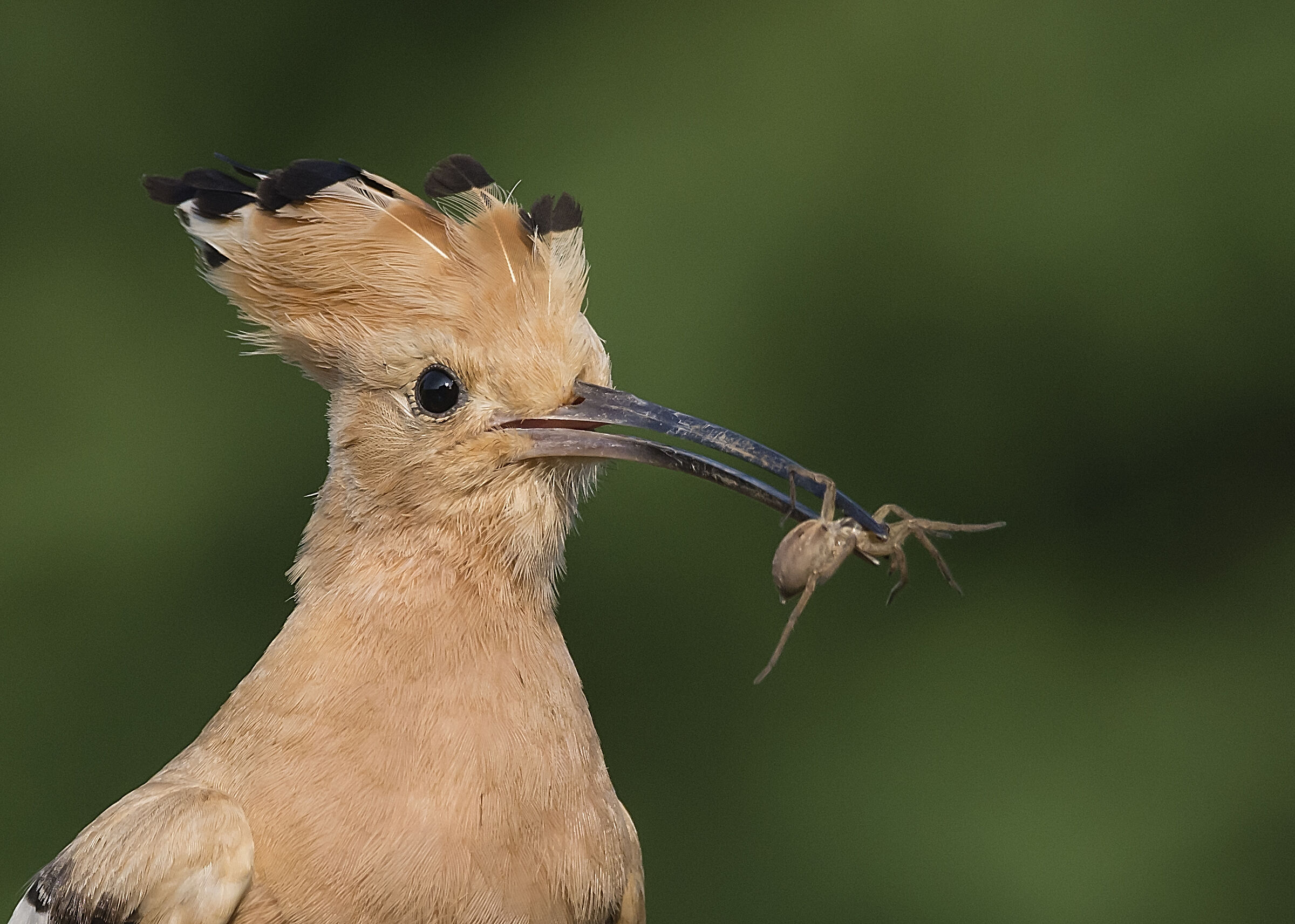 Hoopoe