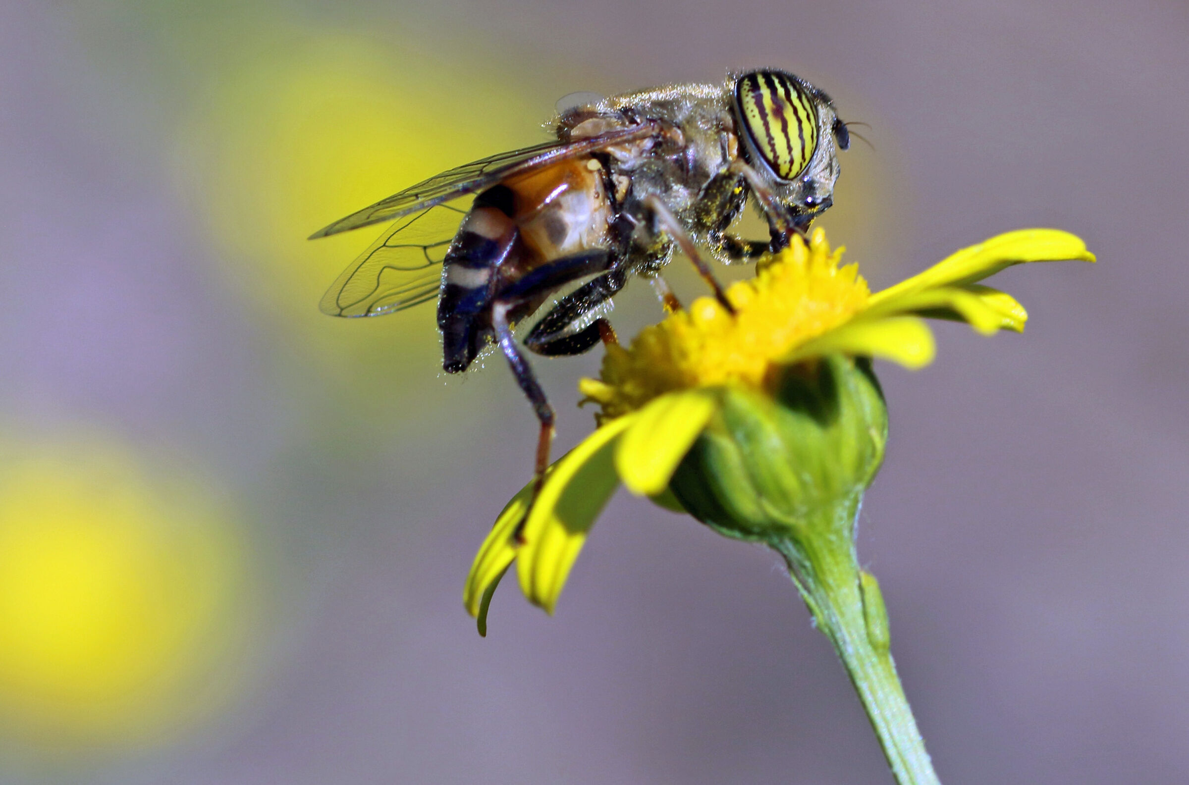Eristalinus Taeniops, Mosca Tigre